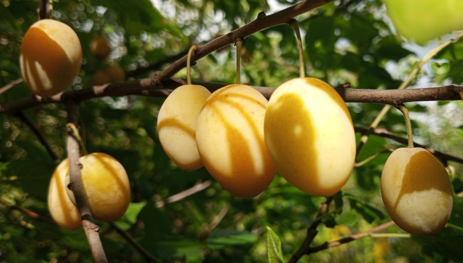 Евгении Сюткиной.