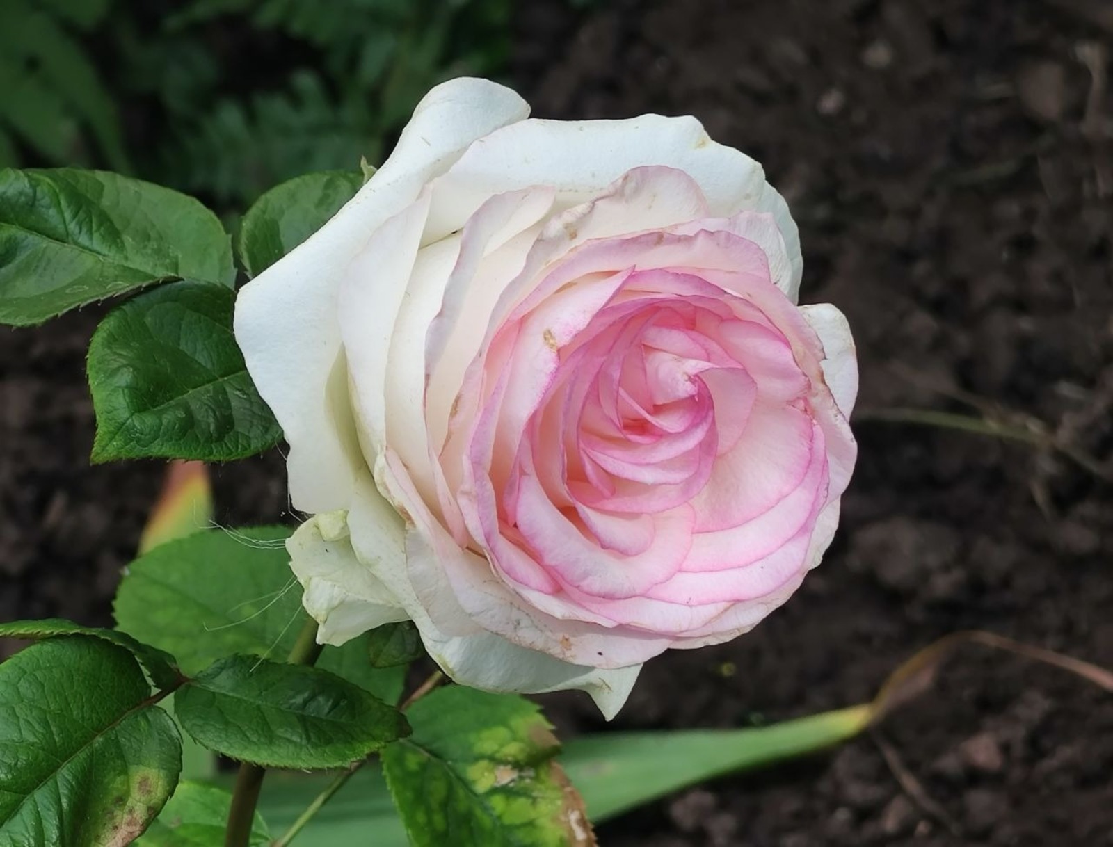 Дарьи Святохиной.