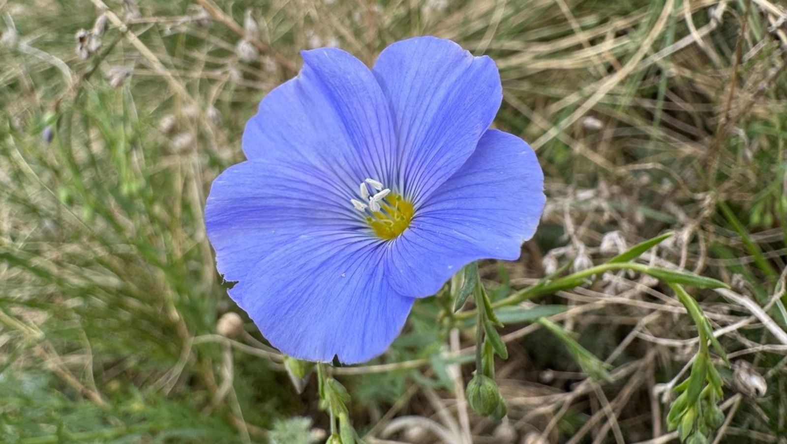 Елены Колоколовой.