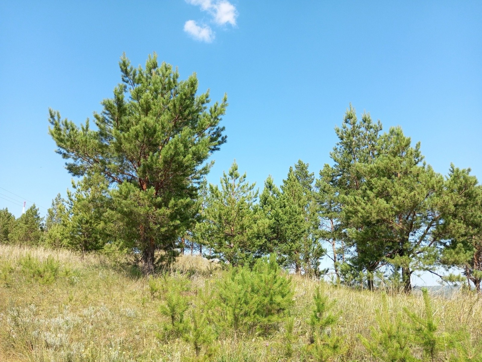 Евгении Сюткиной.