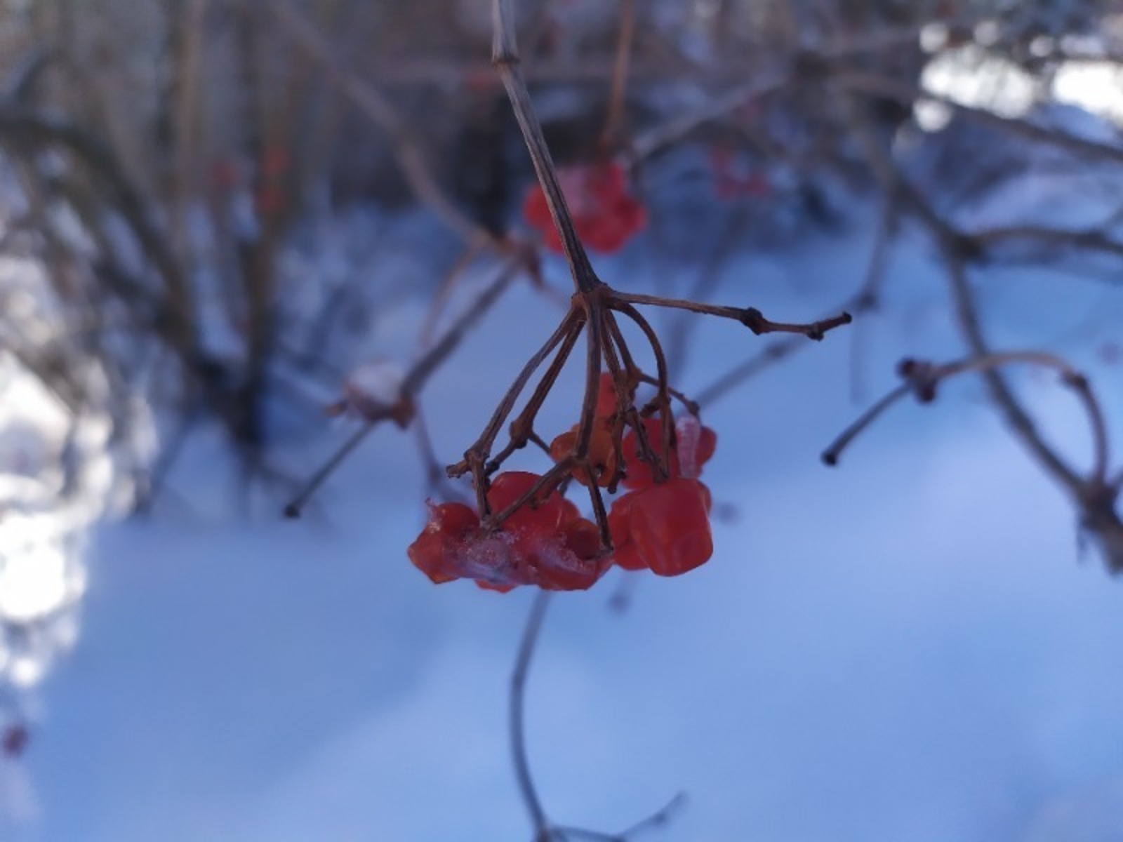 Васили Саитовой.