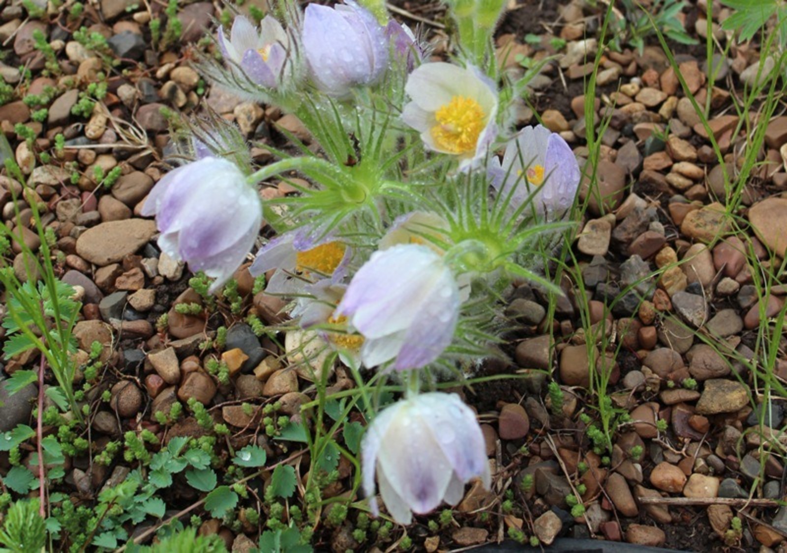 Дарьи Святохиной.