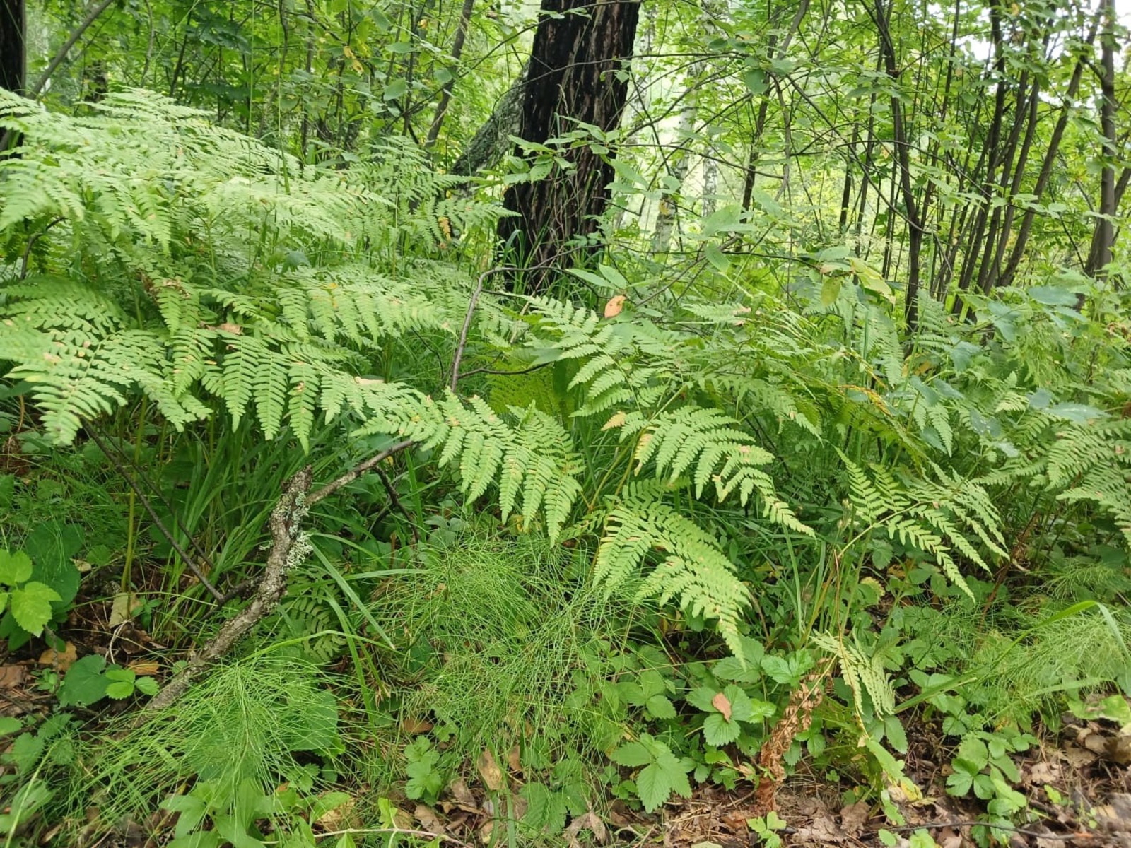 Васили Саитовой.
