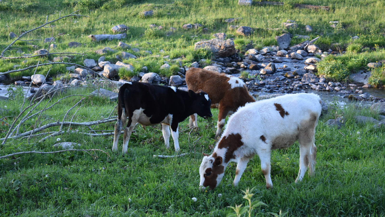 Елены Колоколовой.