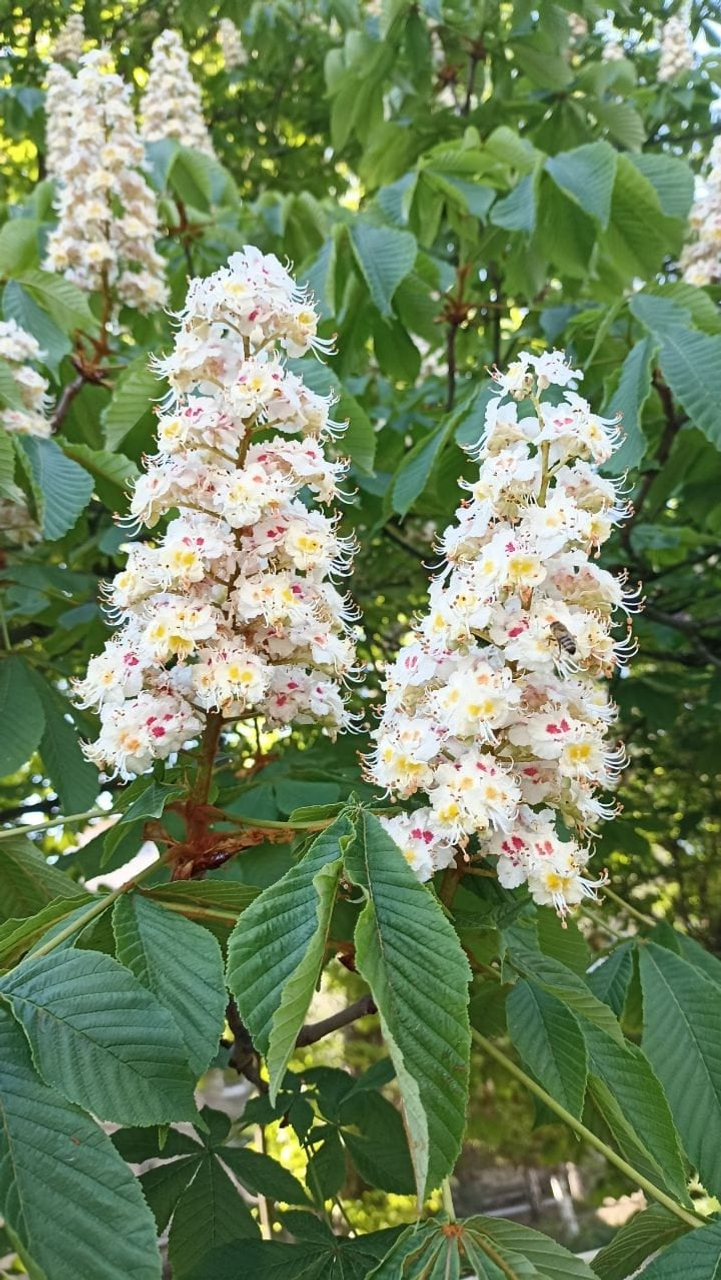 Зухра Арсаева. предоставлено Зухрой Арсаевой.