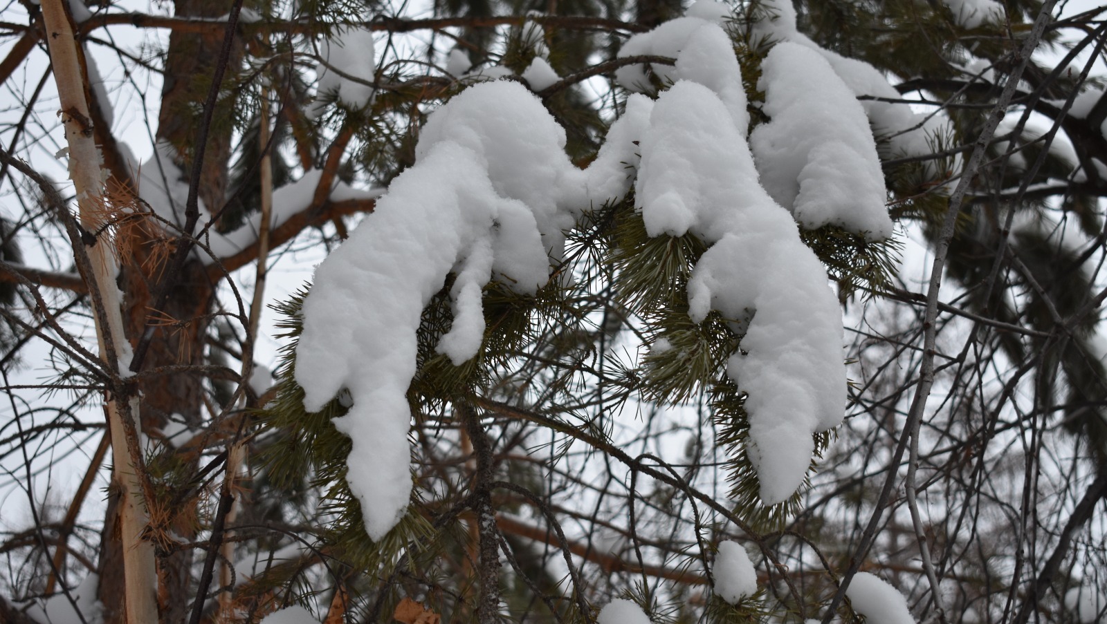 Елены Колоколовой.