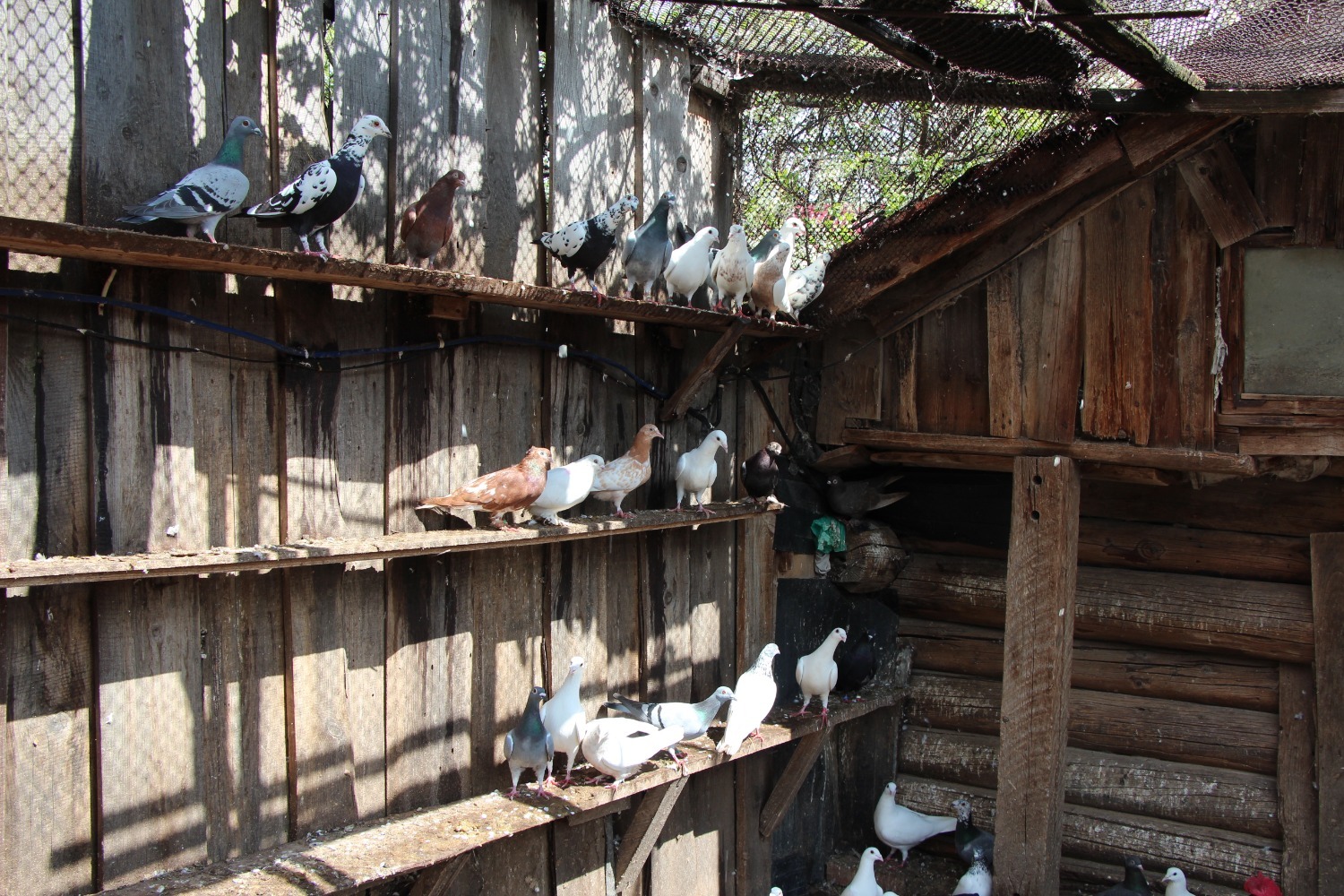 Евгении Сюткиной.