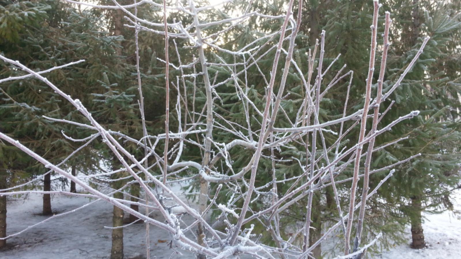 Фото автора.