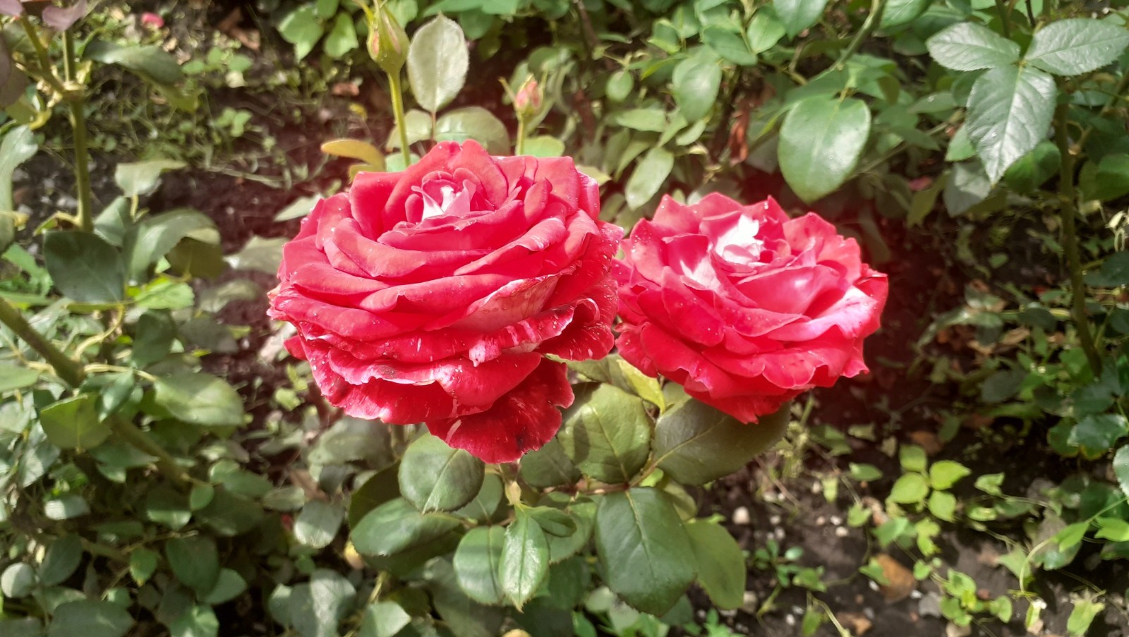 Владимира Шакиева.