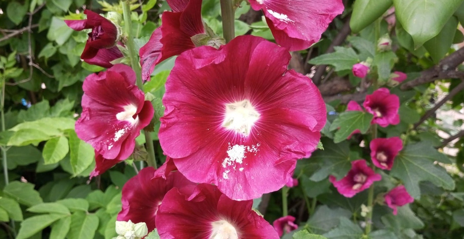 Евгении Сюткиной.