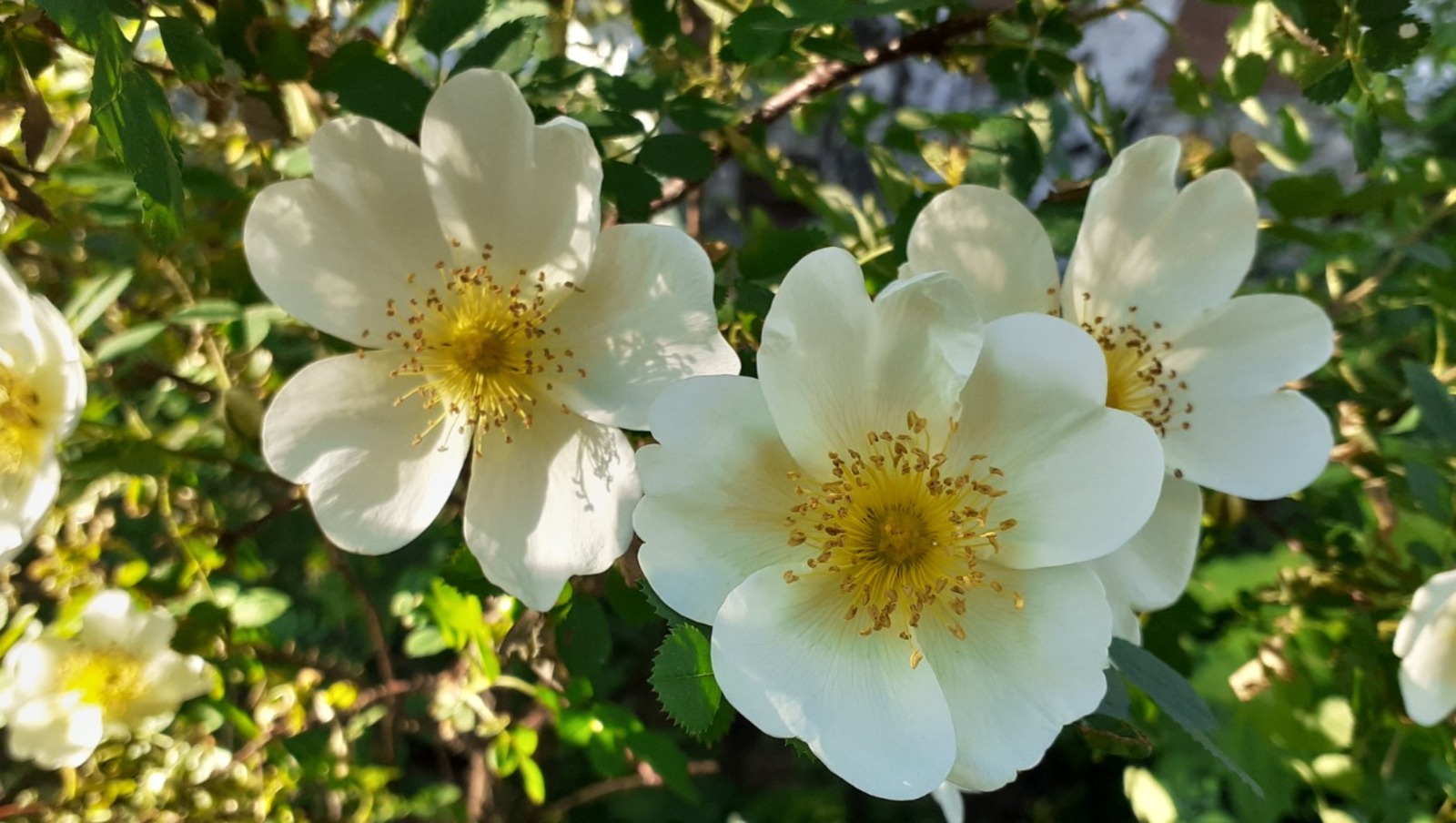 Владимира Шакиева.  «Общественная электронная газета».