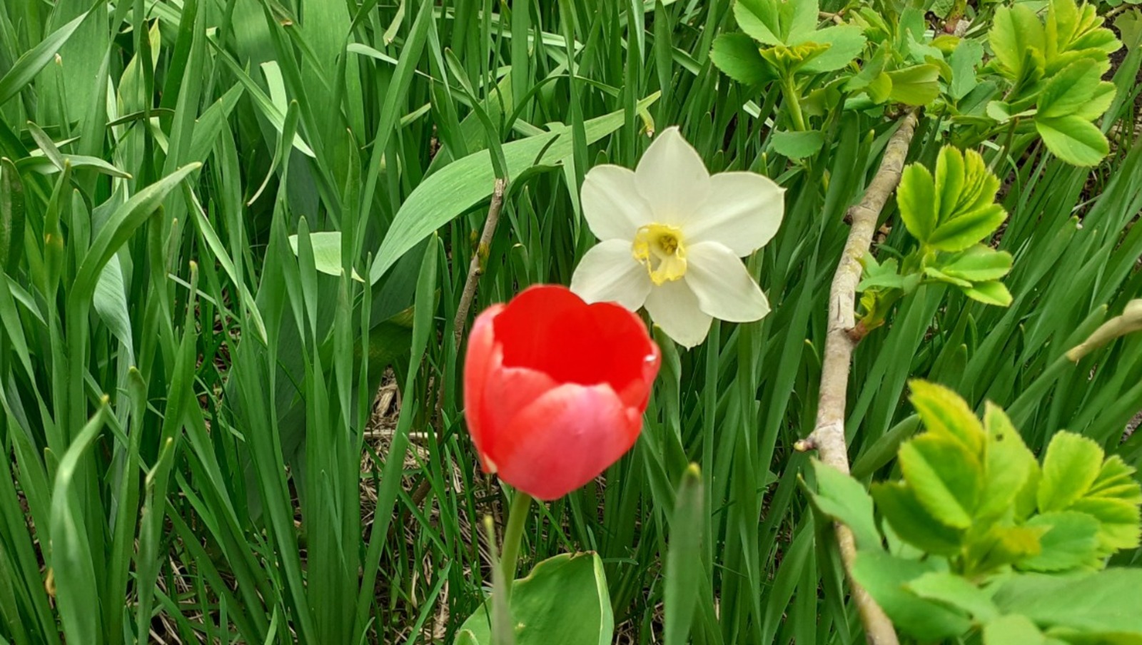 Владимира Шакиева. «Общественная электронная газета».