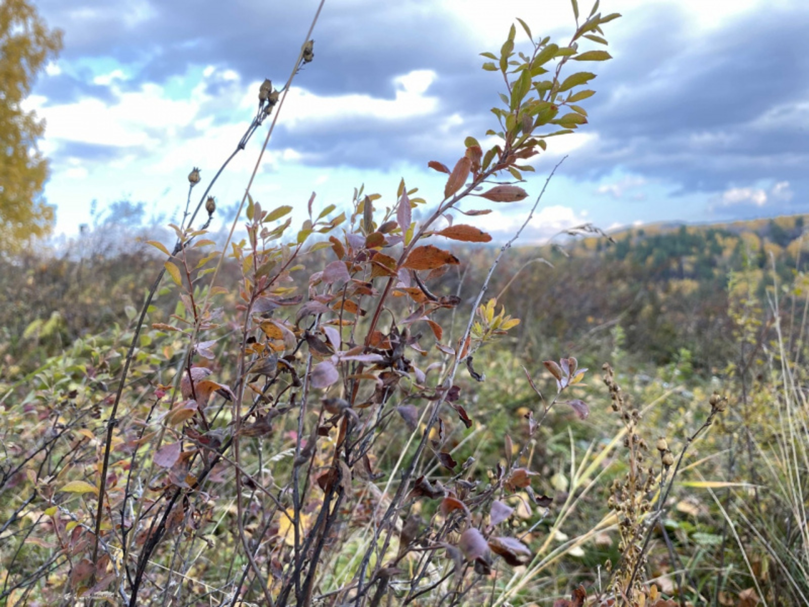 Фото автора.