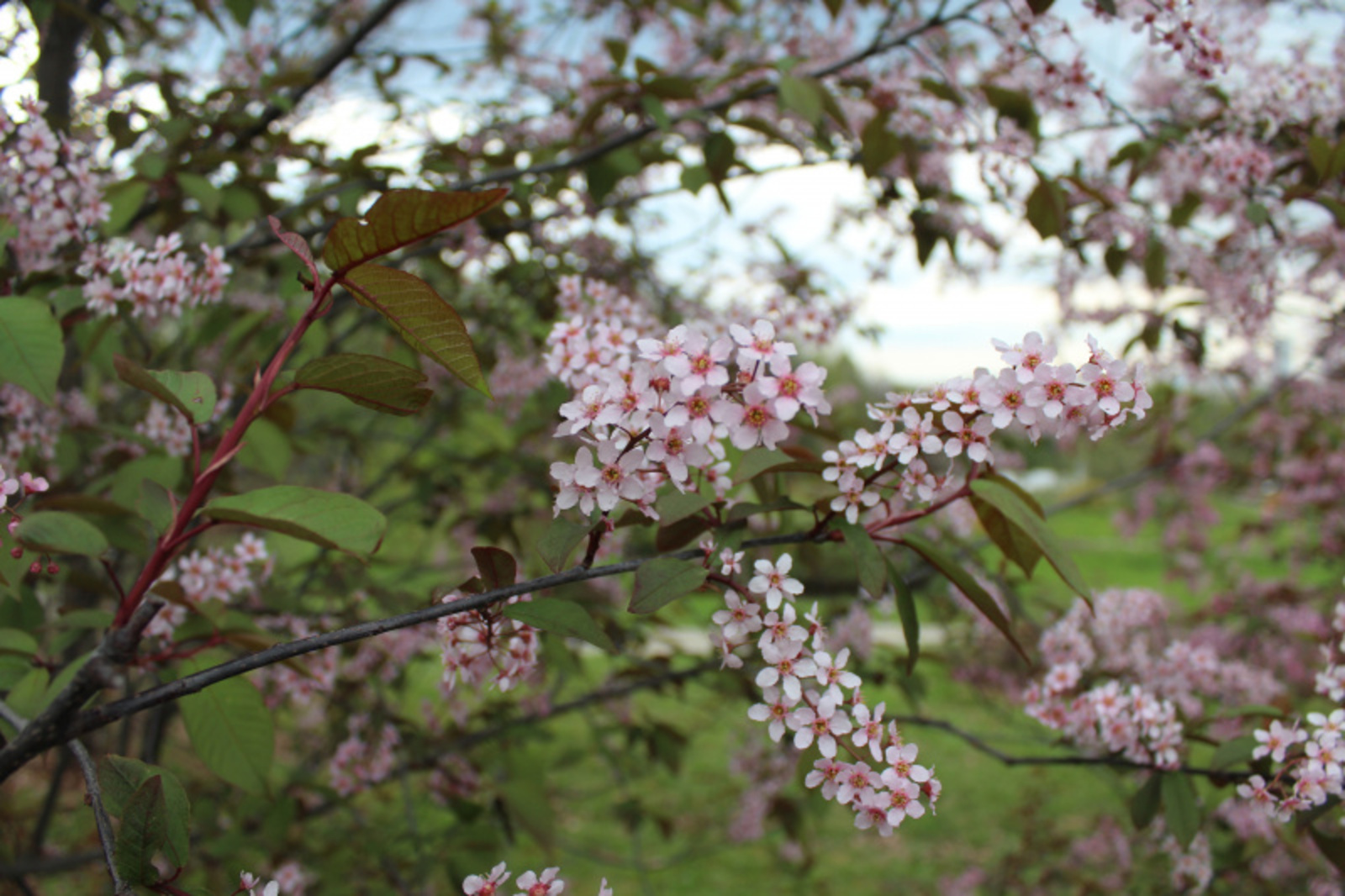 Фото автора.