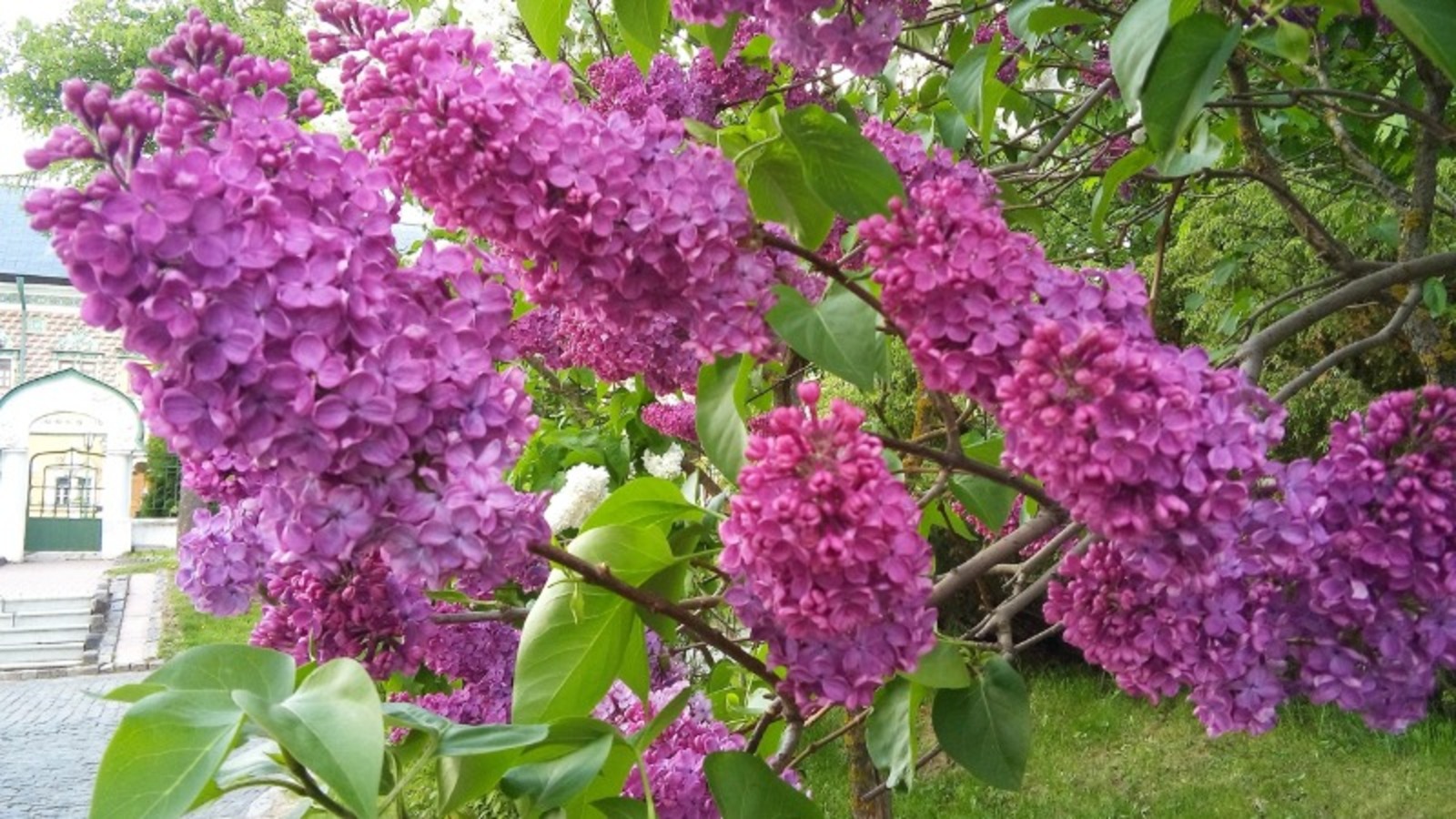 Евгении Сюткиной.