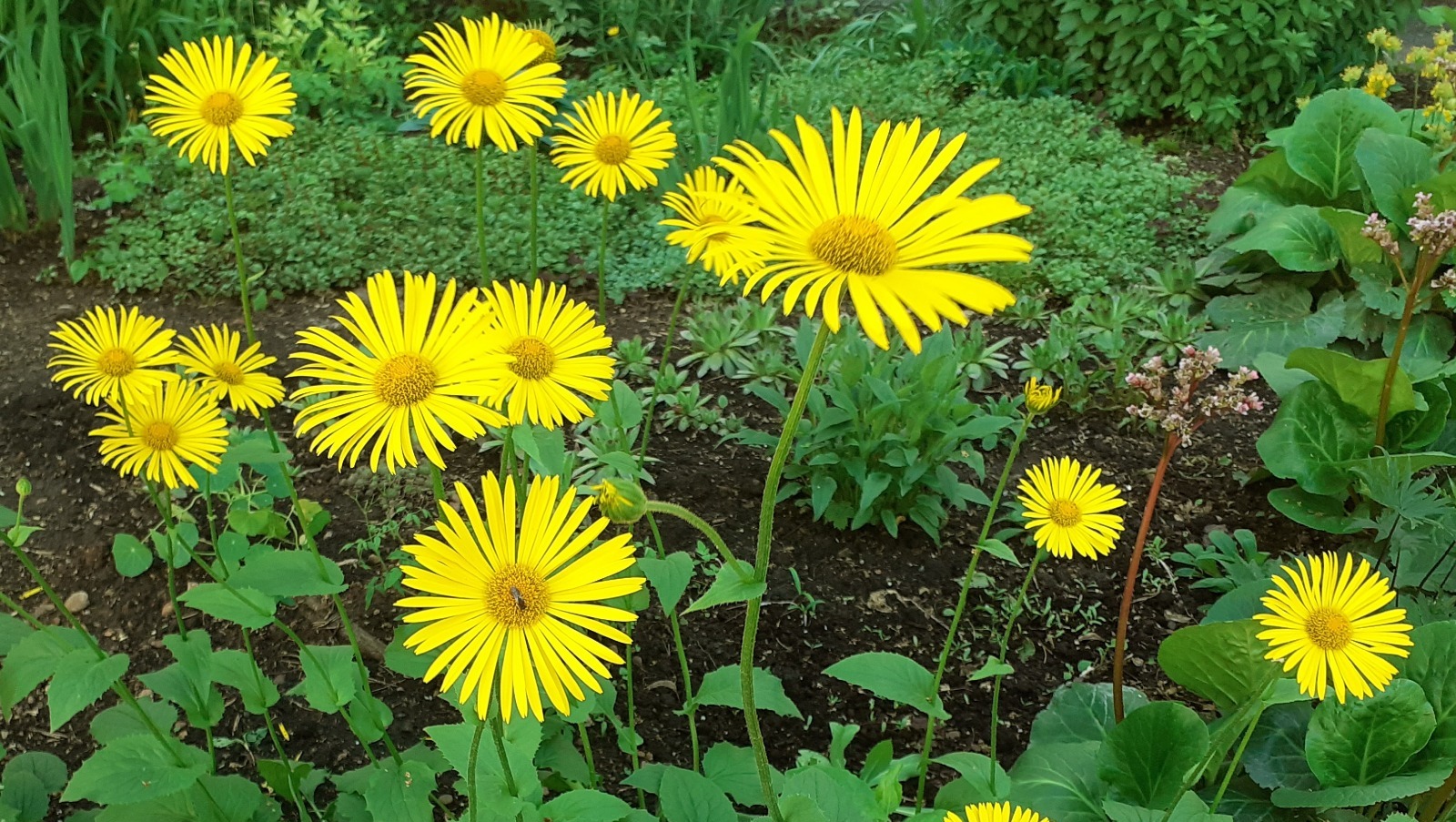 Владимира Шакиева.