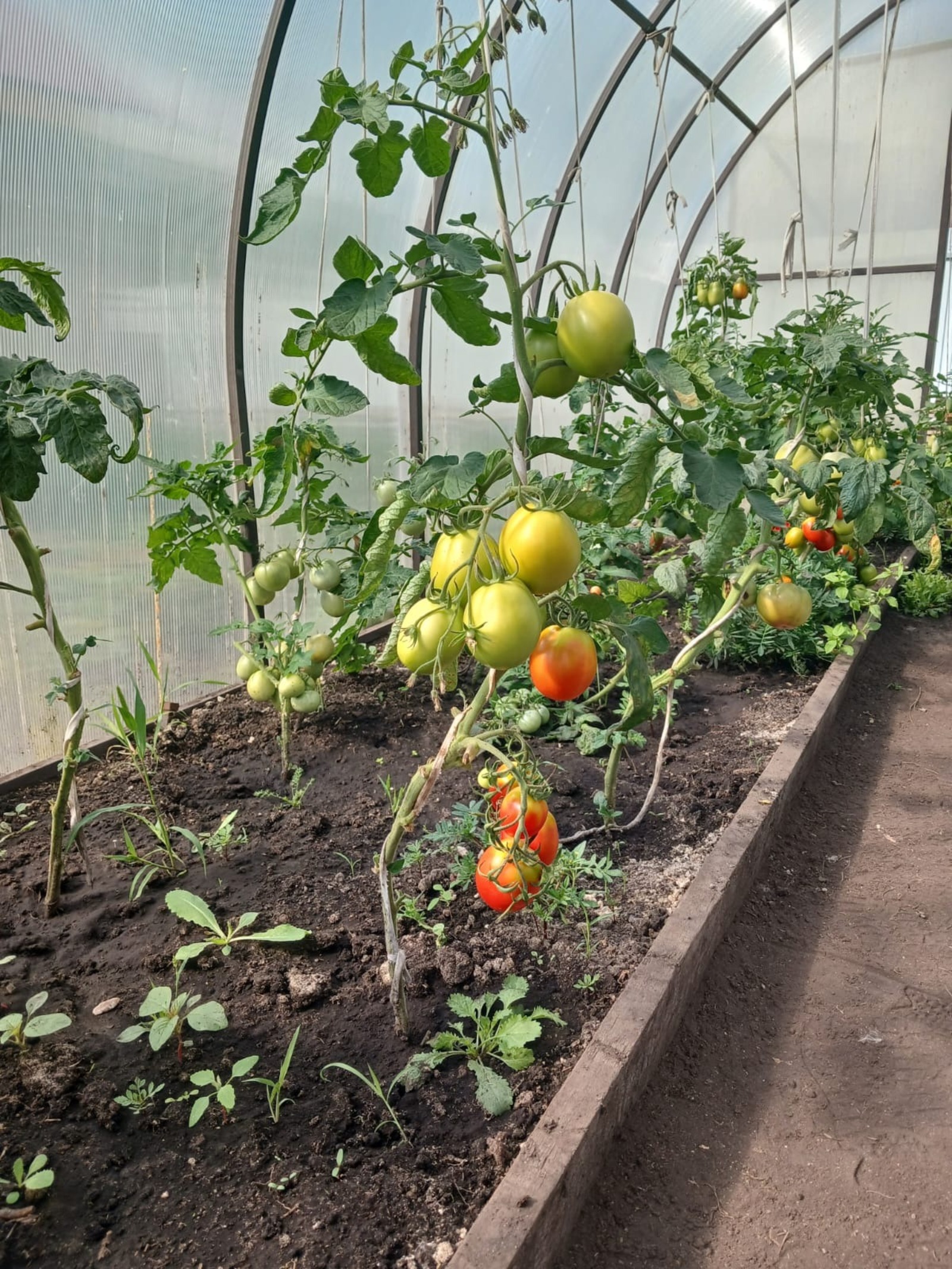 Васили Саитовой.