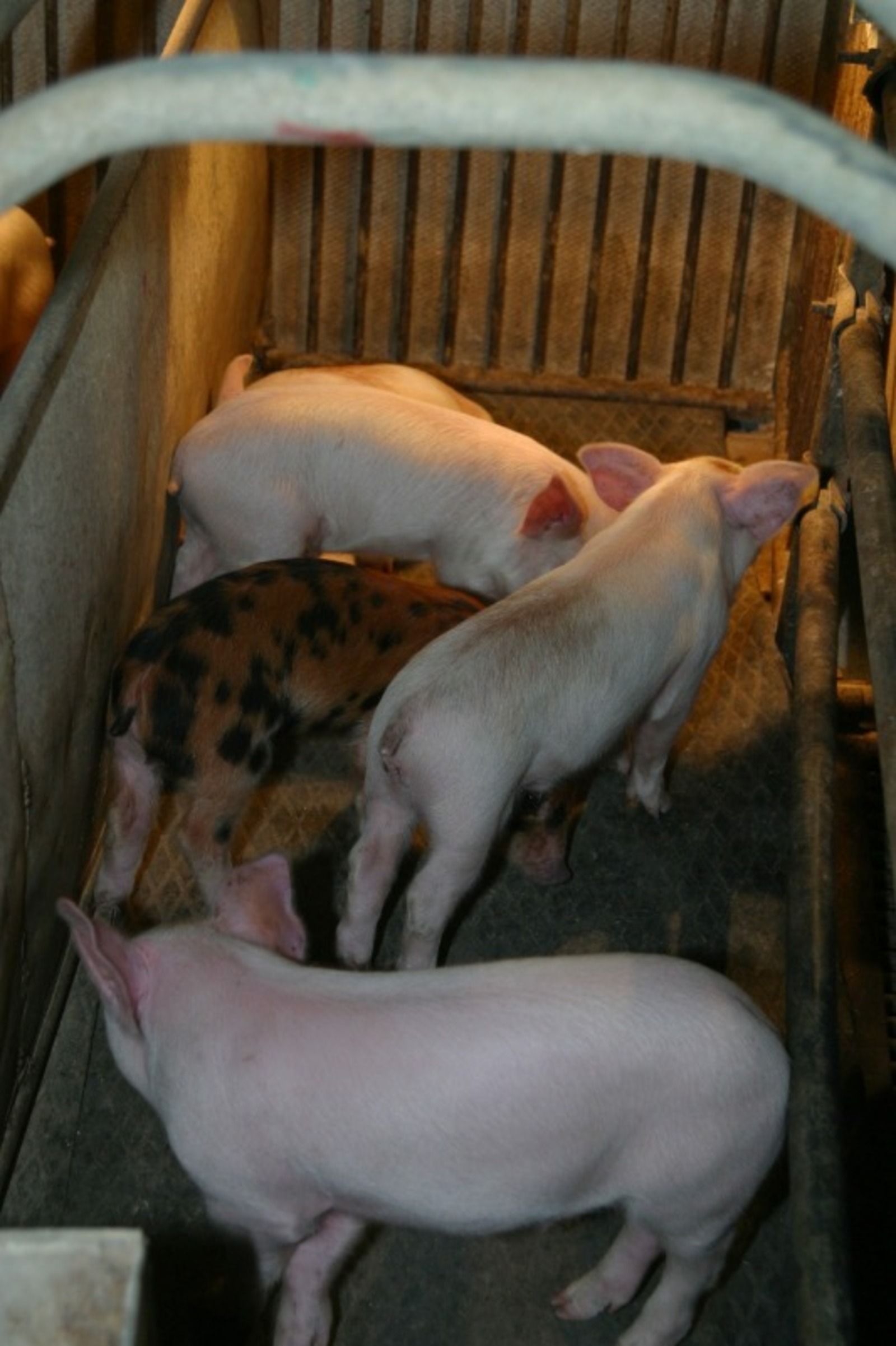 ИА «Башинформ».