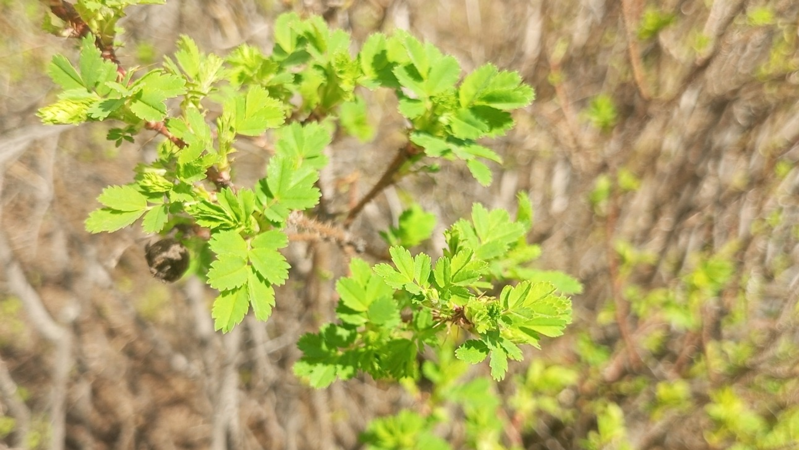 Евгении Сюткиной. «Общественная электронная газета».