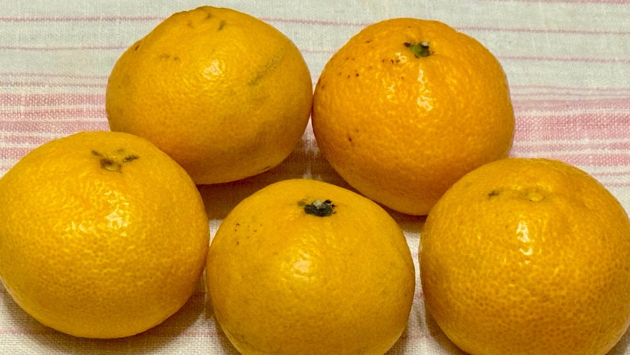 Елены Колоколовой. «Общественная электронная газета».