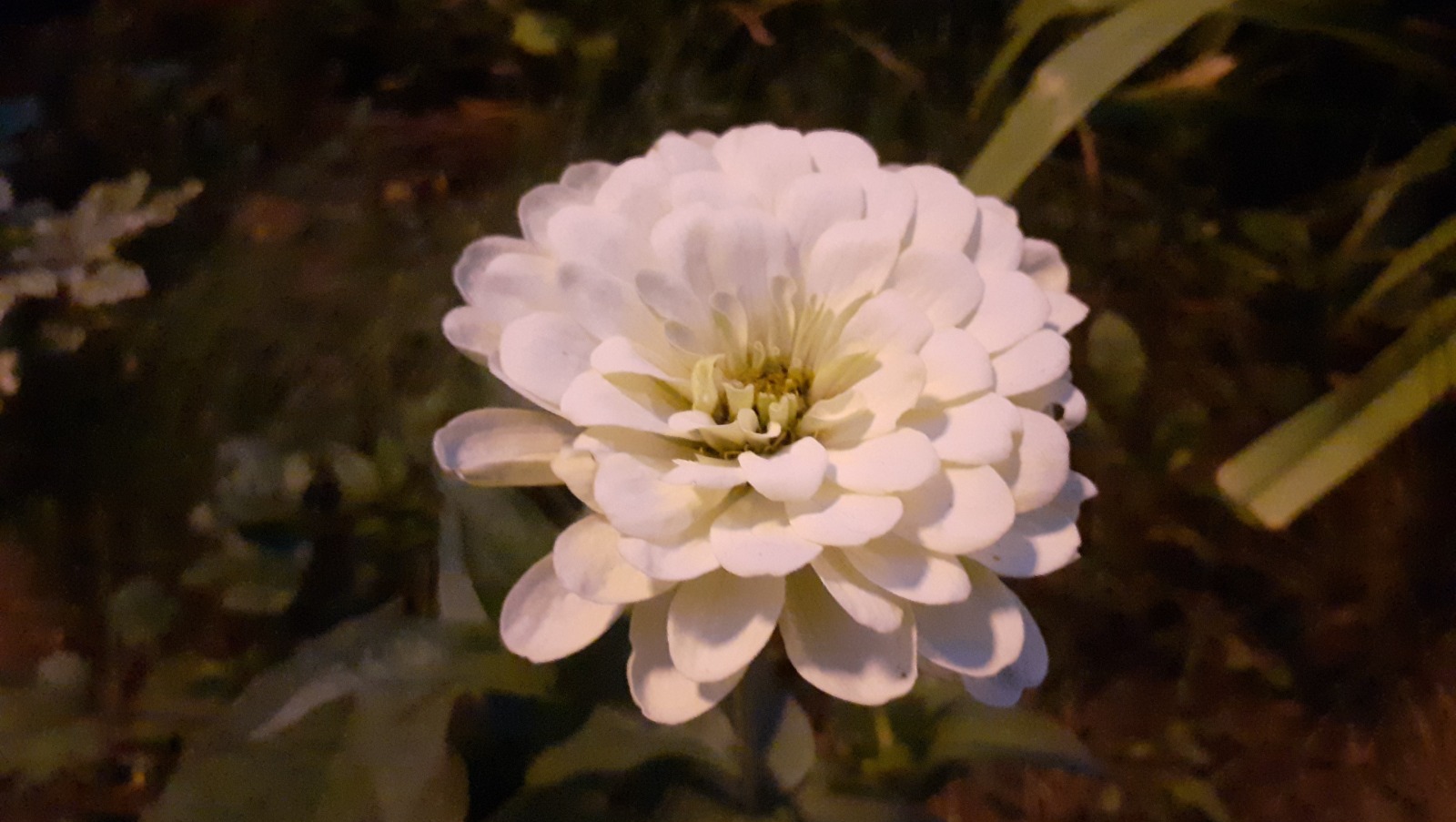 Владимира Шакиева.