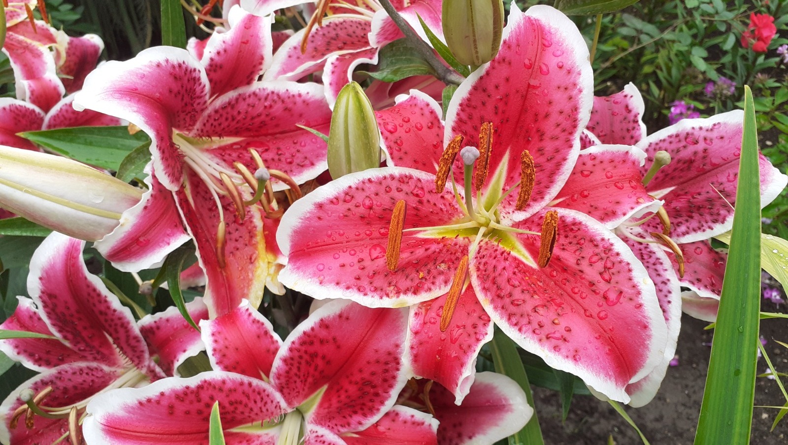 Владимира Шакиева.