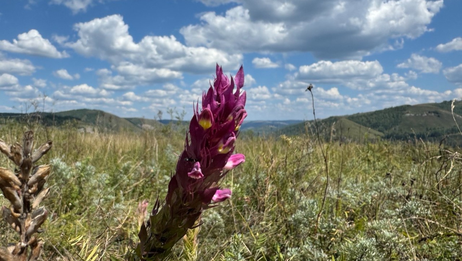 Елены Колоколовой.