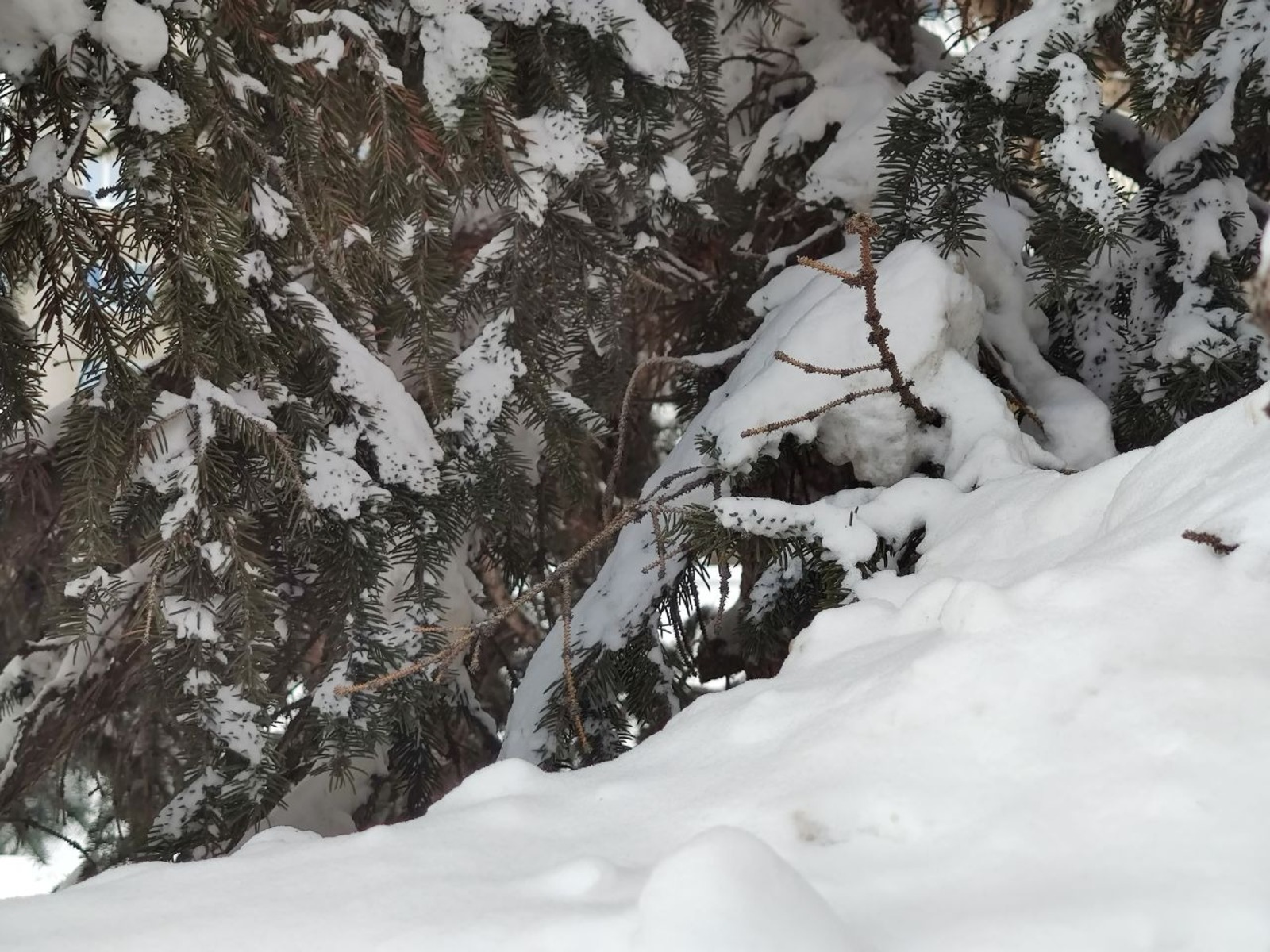 Дарьи Святохиной. «Общественная электронная газета».