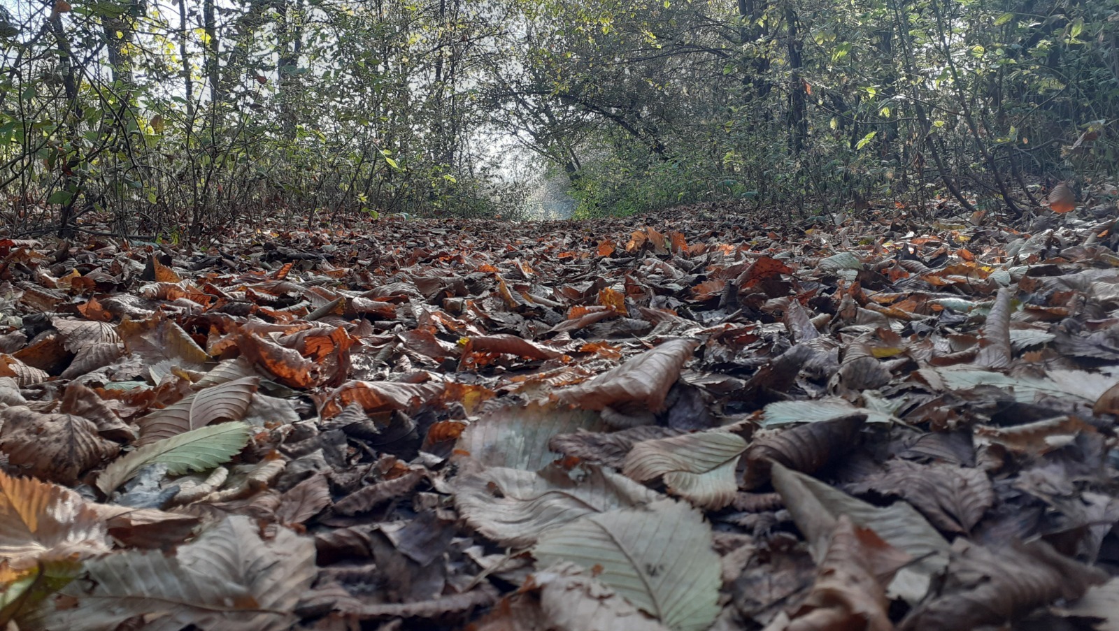 Владимира Шакиева.