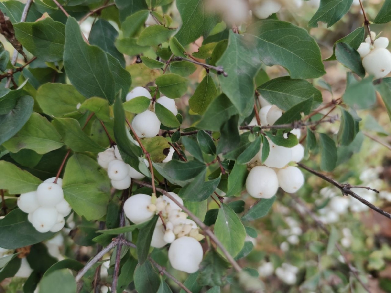 Дарьи Святохиной.