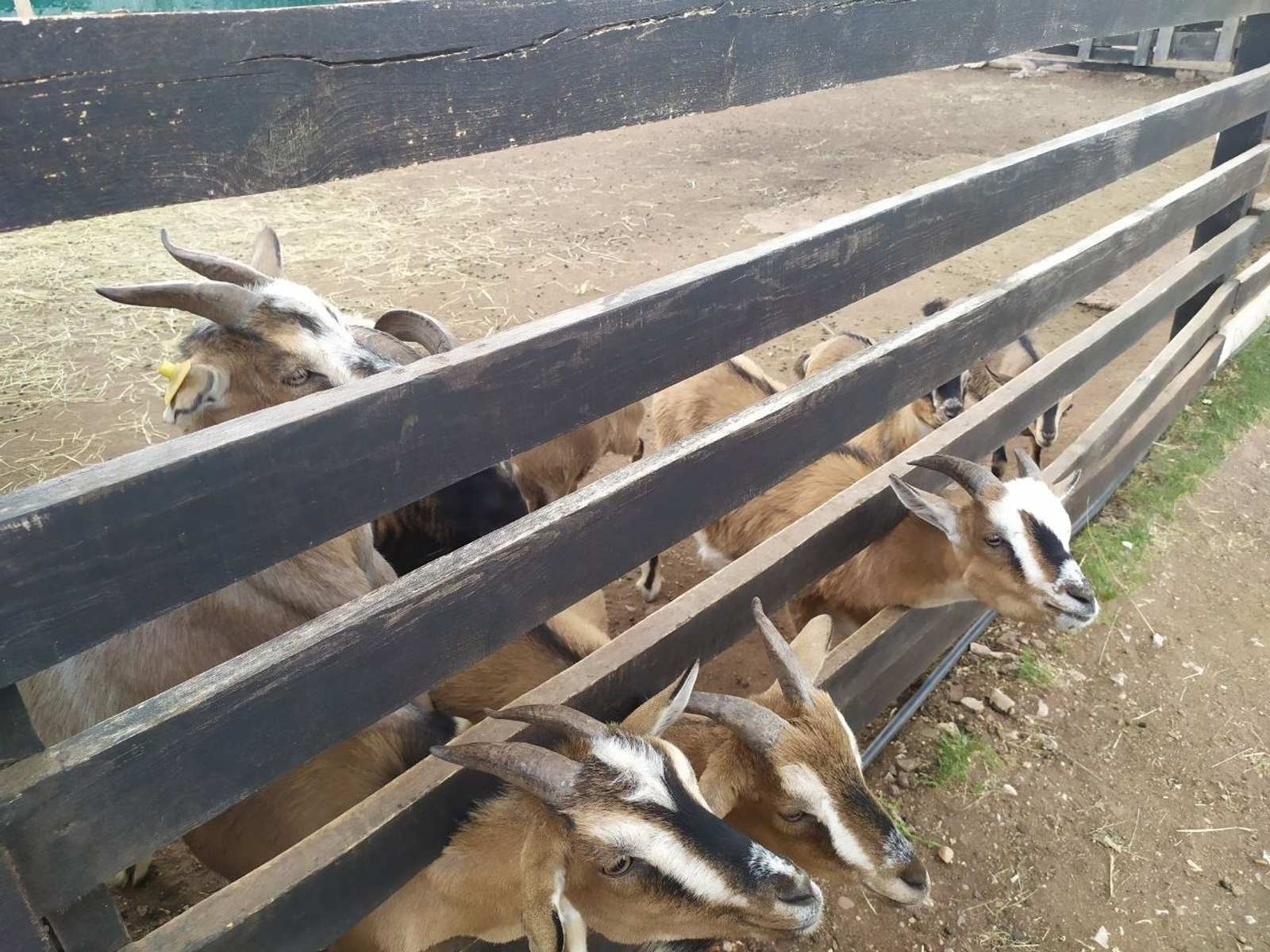 Васили Саитовой. «Общественная электронная газета».