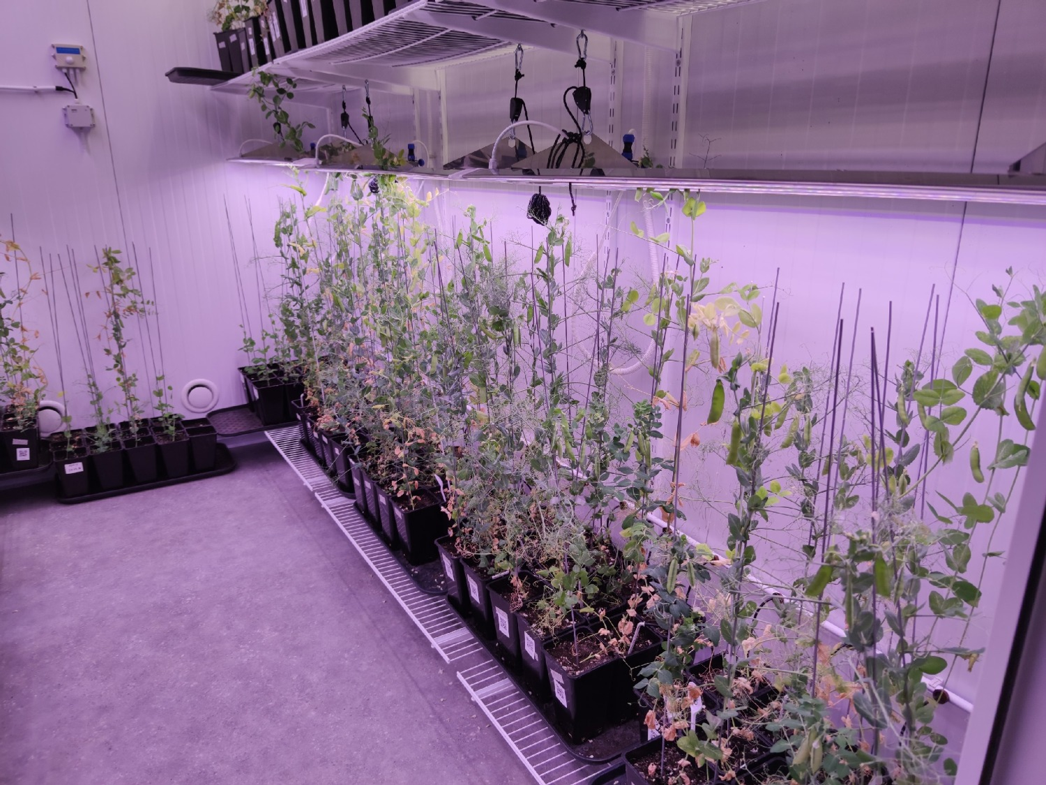 Дарьи Святохиной. «Общественная электронная газета».