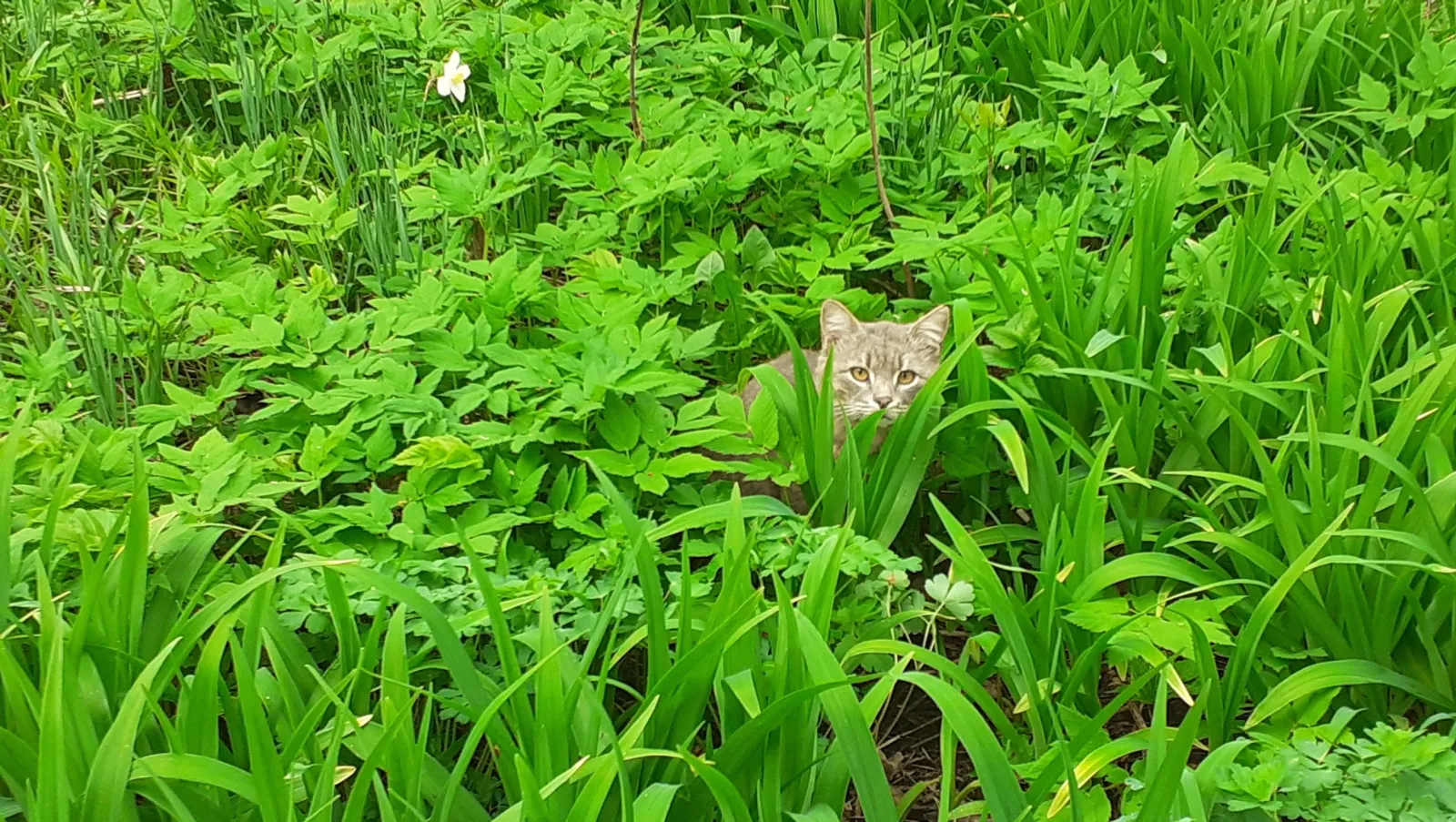 Владимира Шакиева. «Общественная электронная газета».