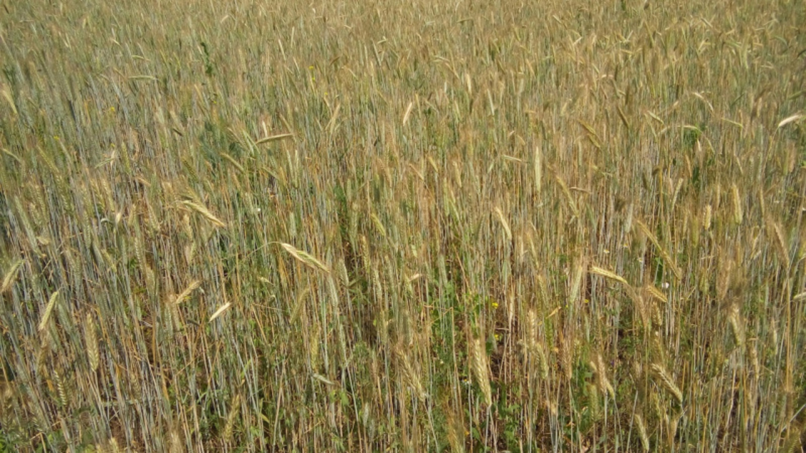 Фото Евгении Сюткиной.