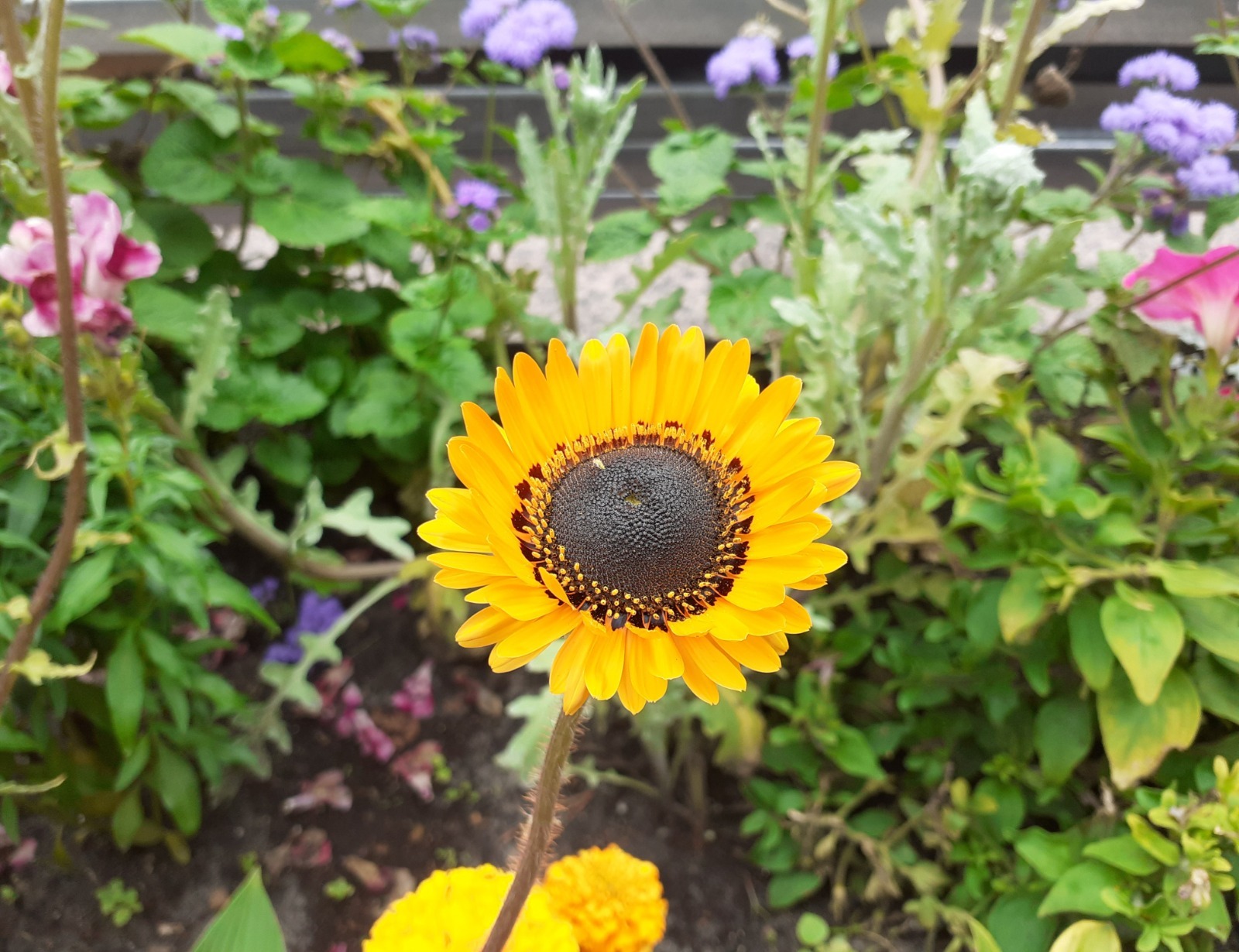 Владимира Шакиева.