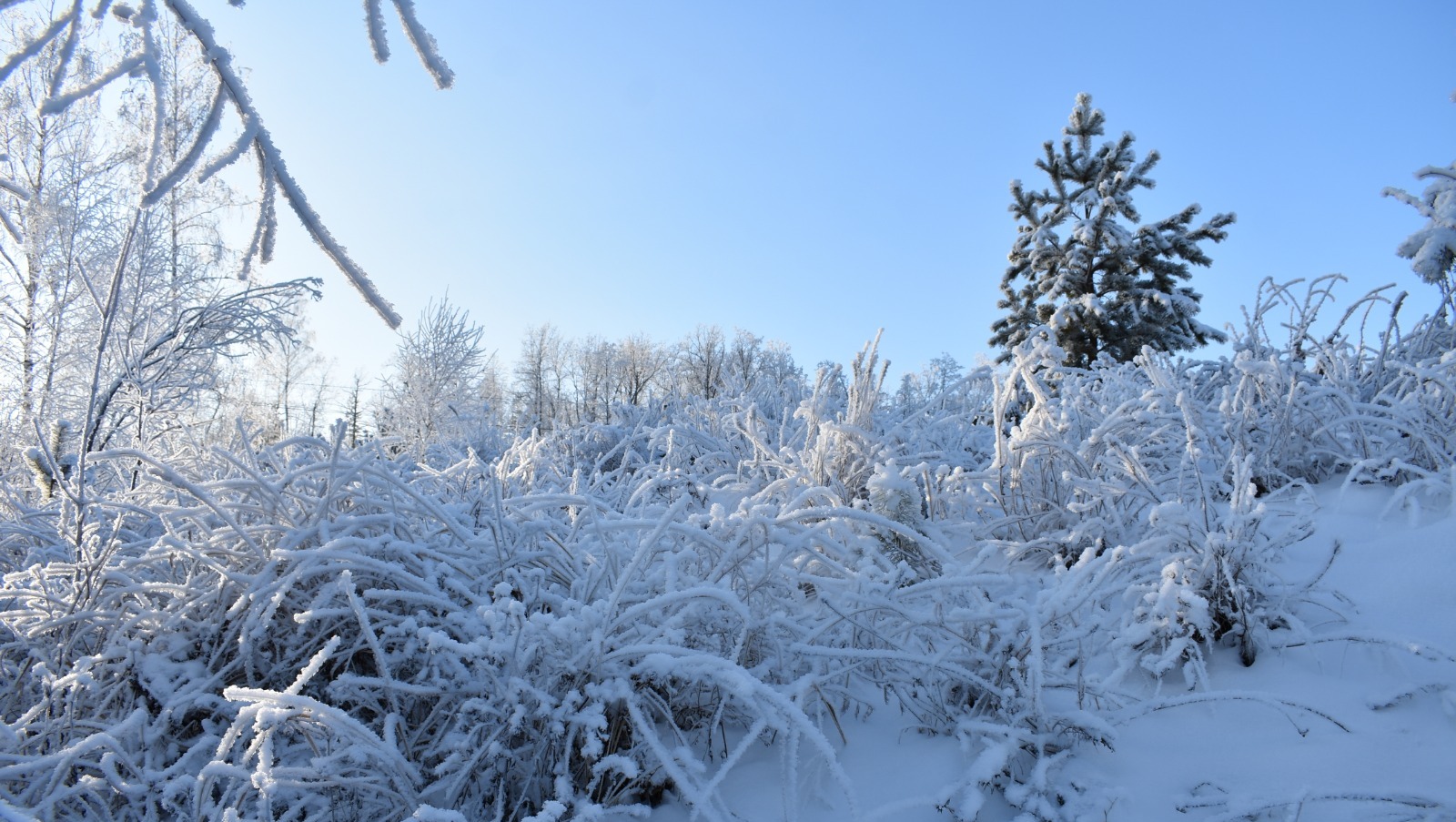 Елены Колоколовой.