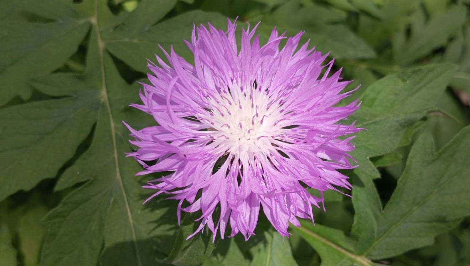 Евгении Сюткиной.