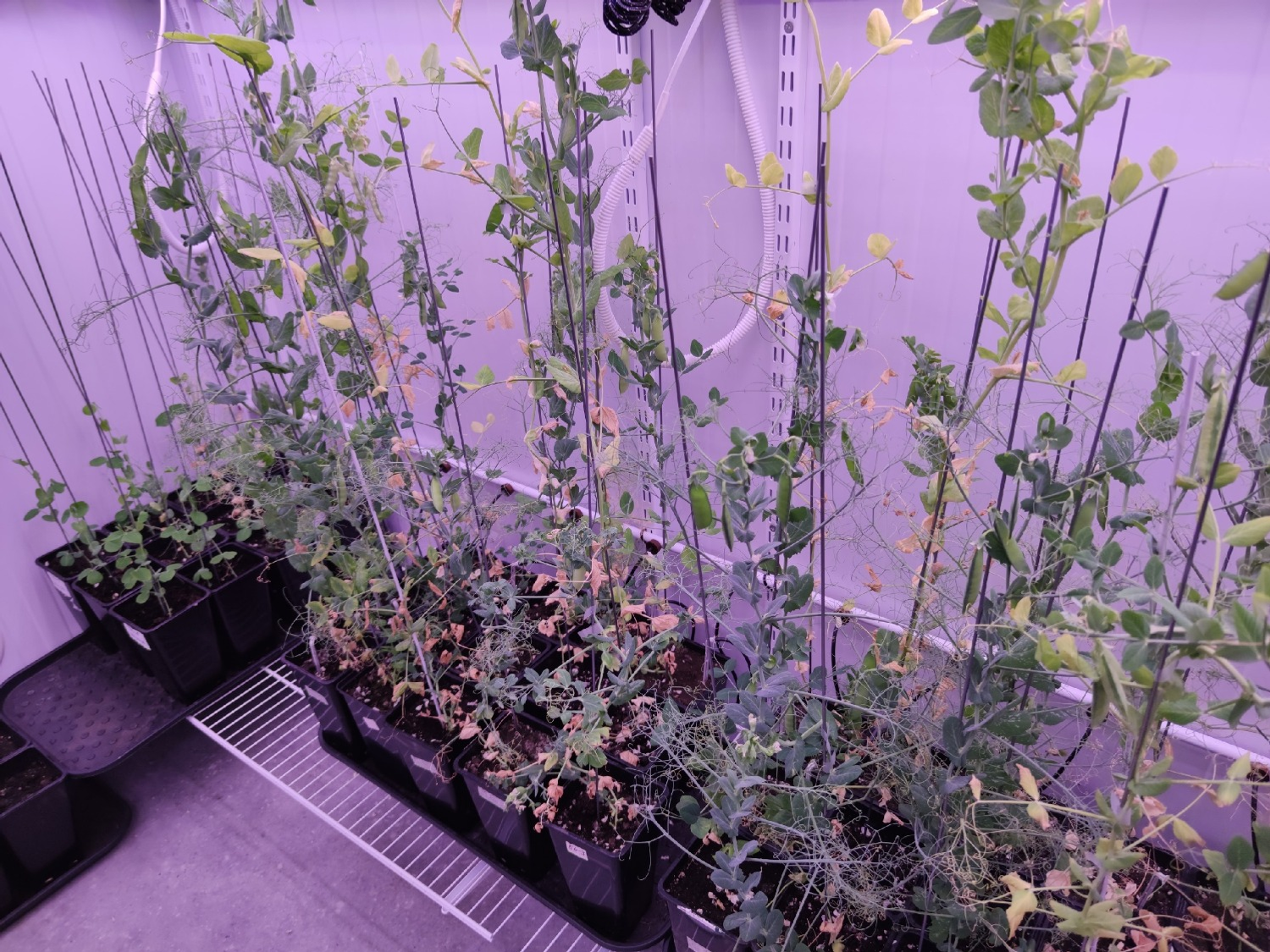 Дарьи Святохиной. «Общественная электронная газета».