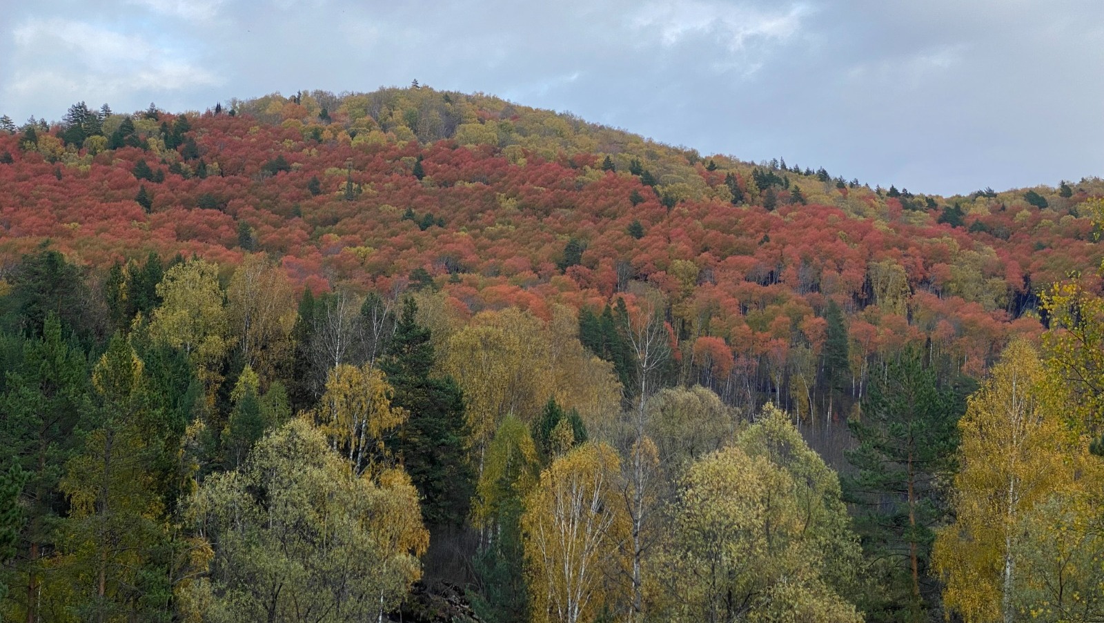 Елены Колоколовой.