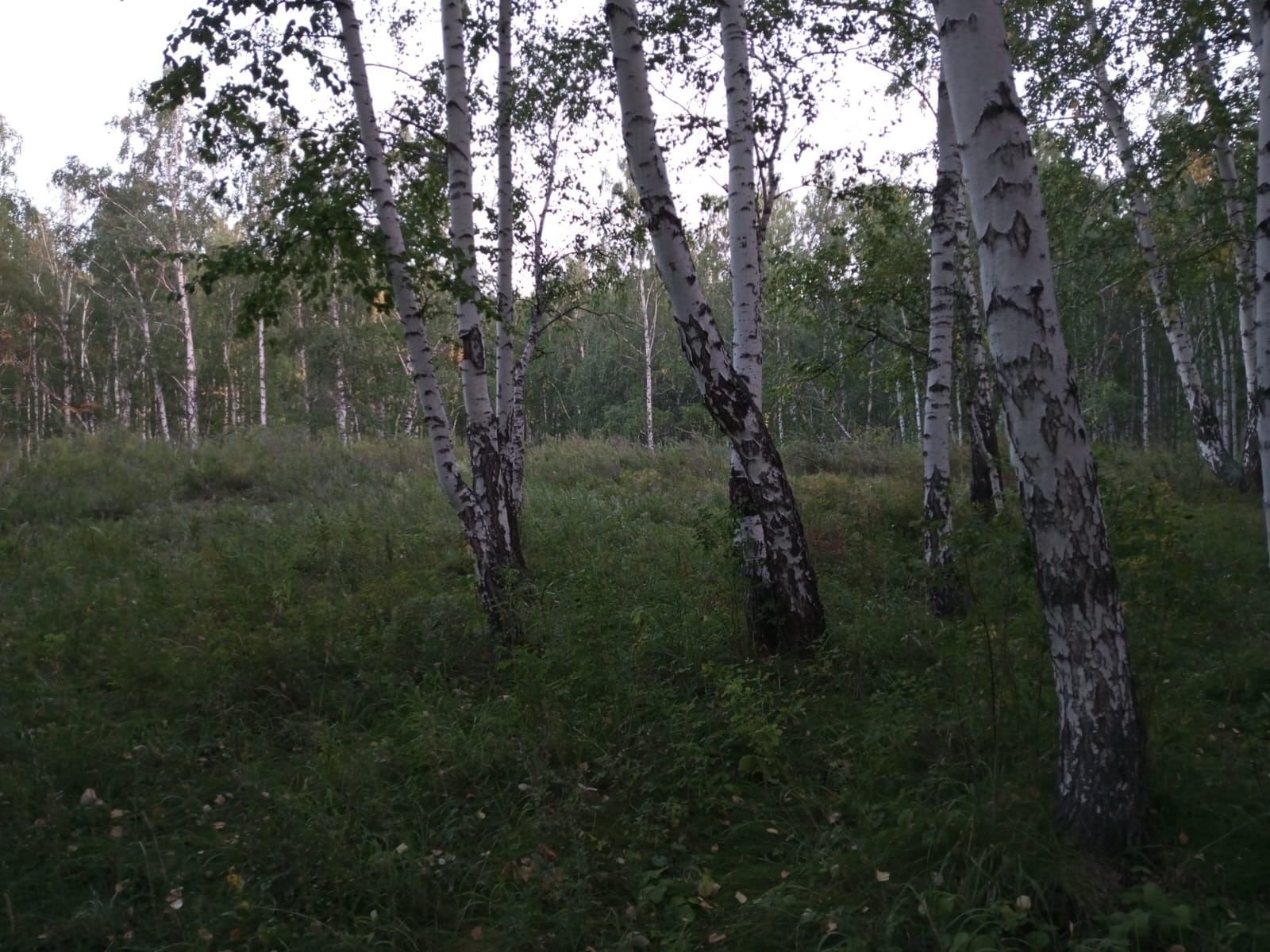 Евгении Сюткиной.