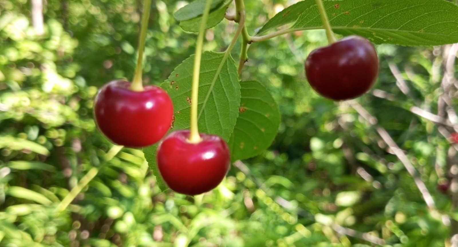 Евгении Сюткиной.