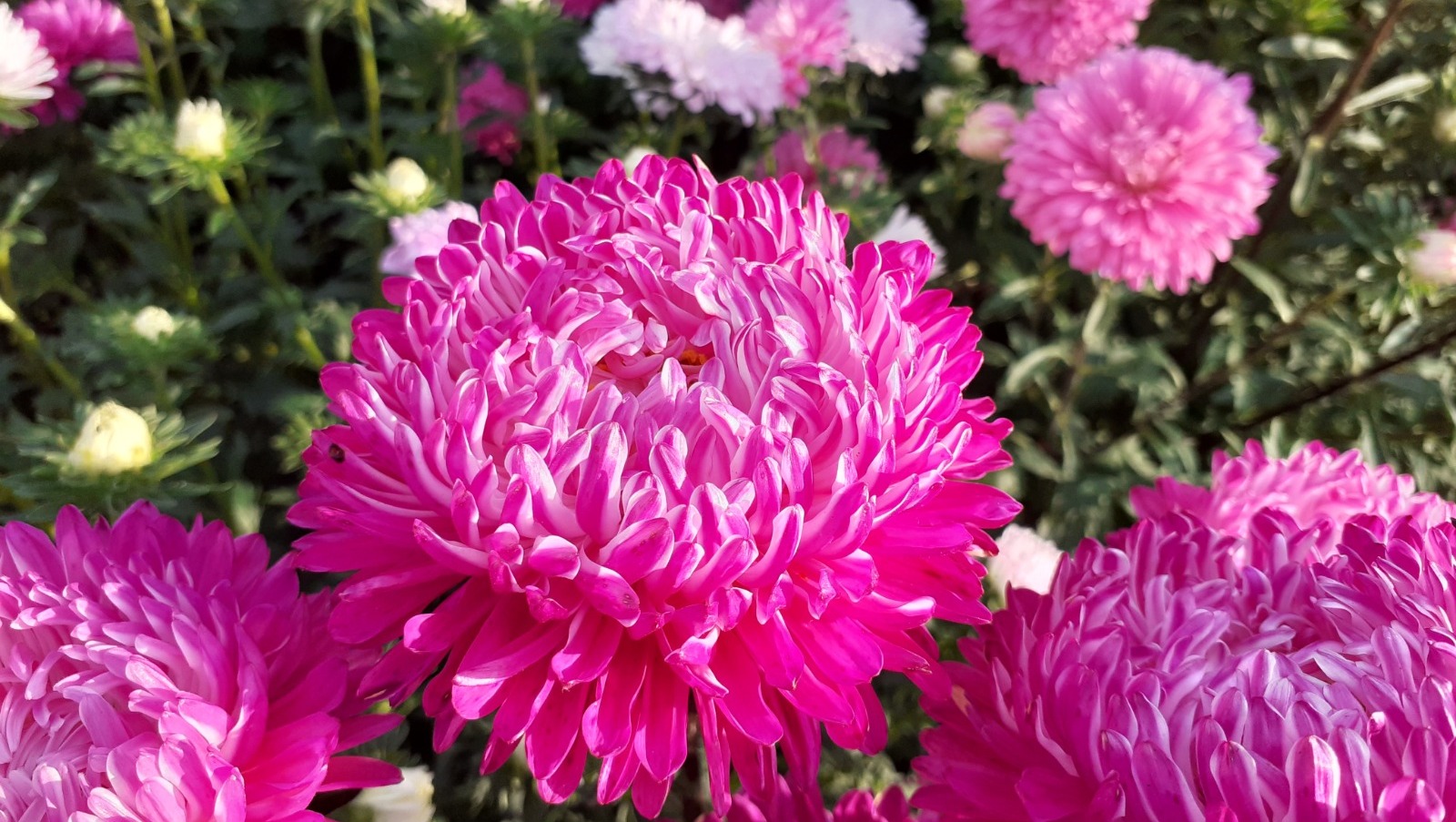 Владимира Шакиева.