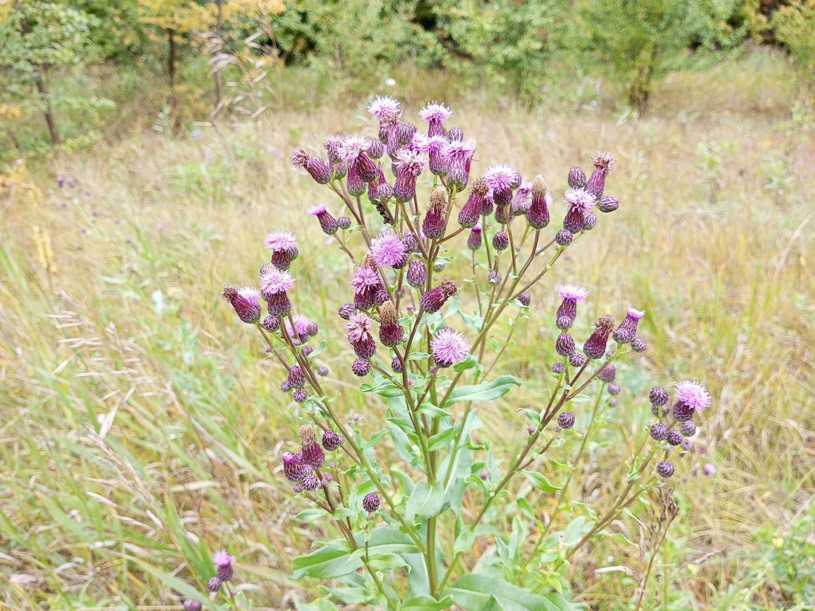 Евгении Сюткиной.