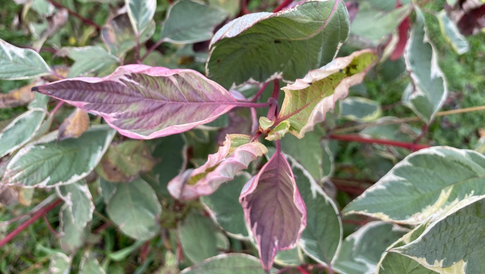 Елены Колоколовой.