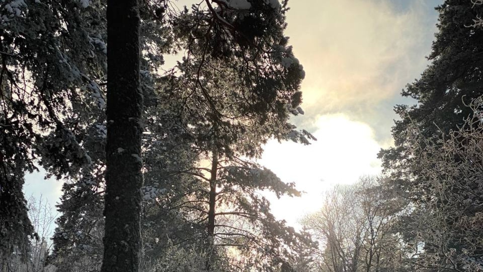 Елены Колоколовой.