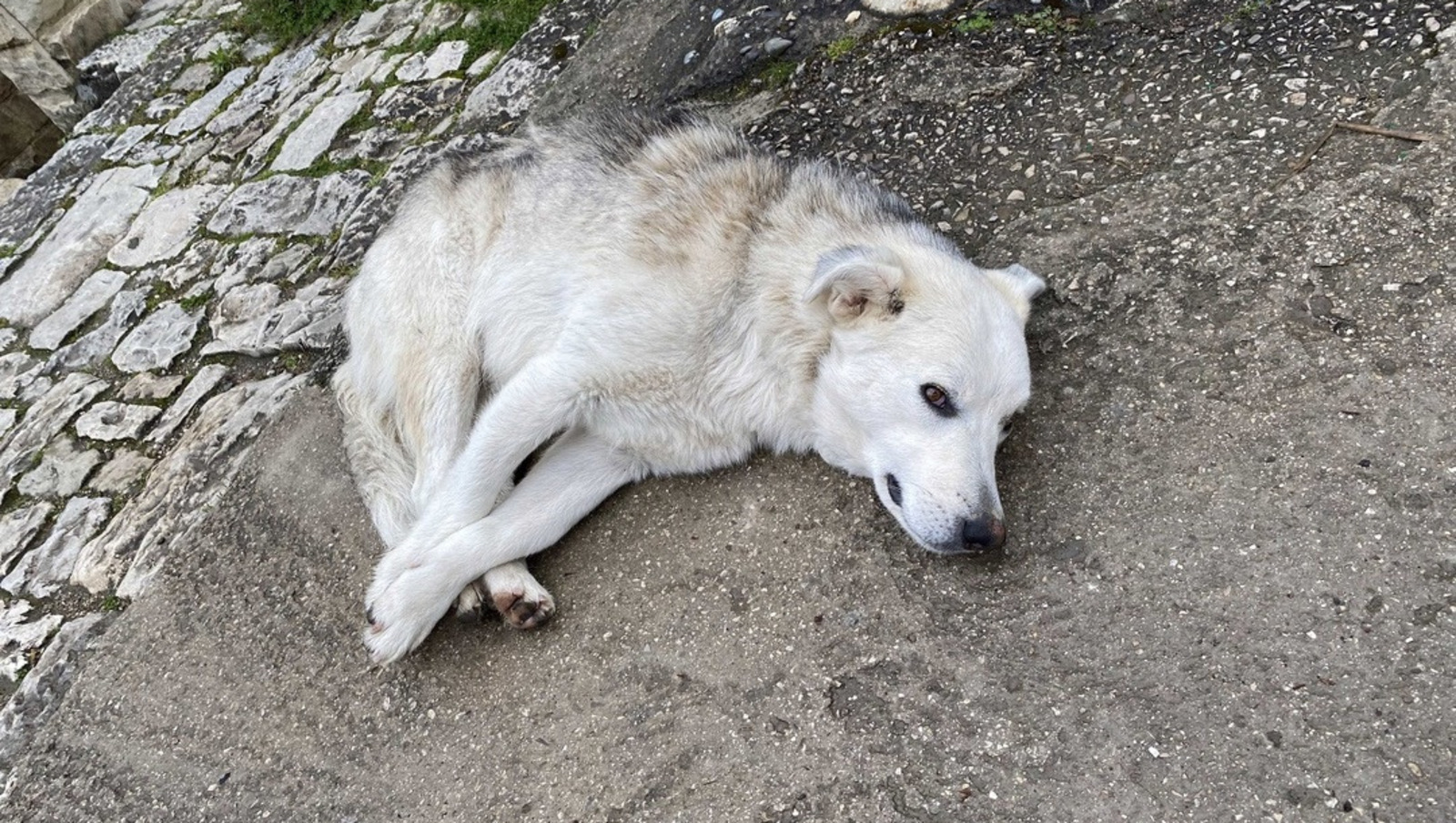 Елены Колоколовой.