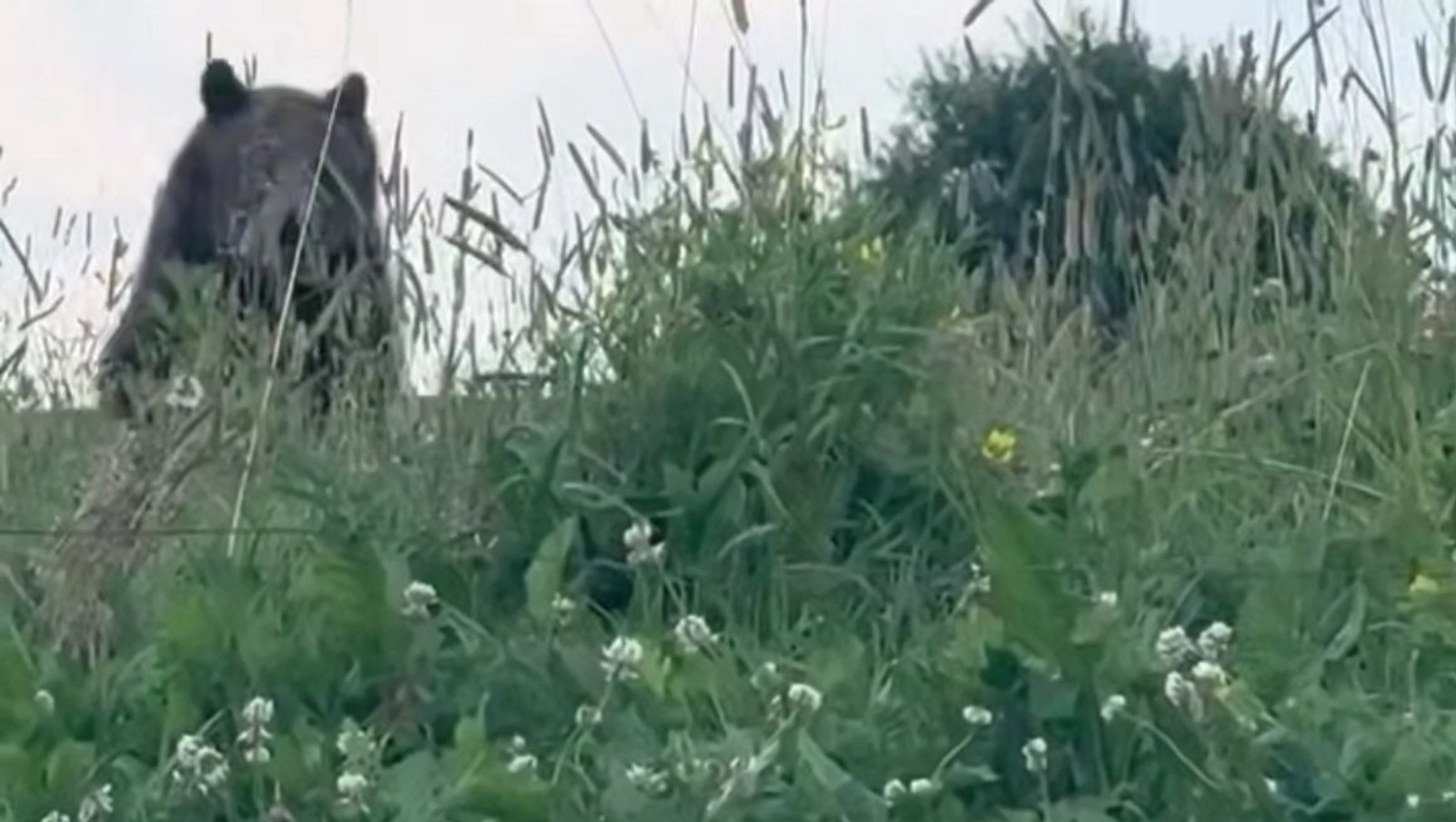 скриншот видео.