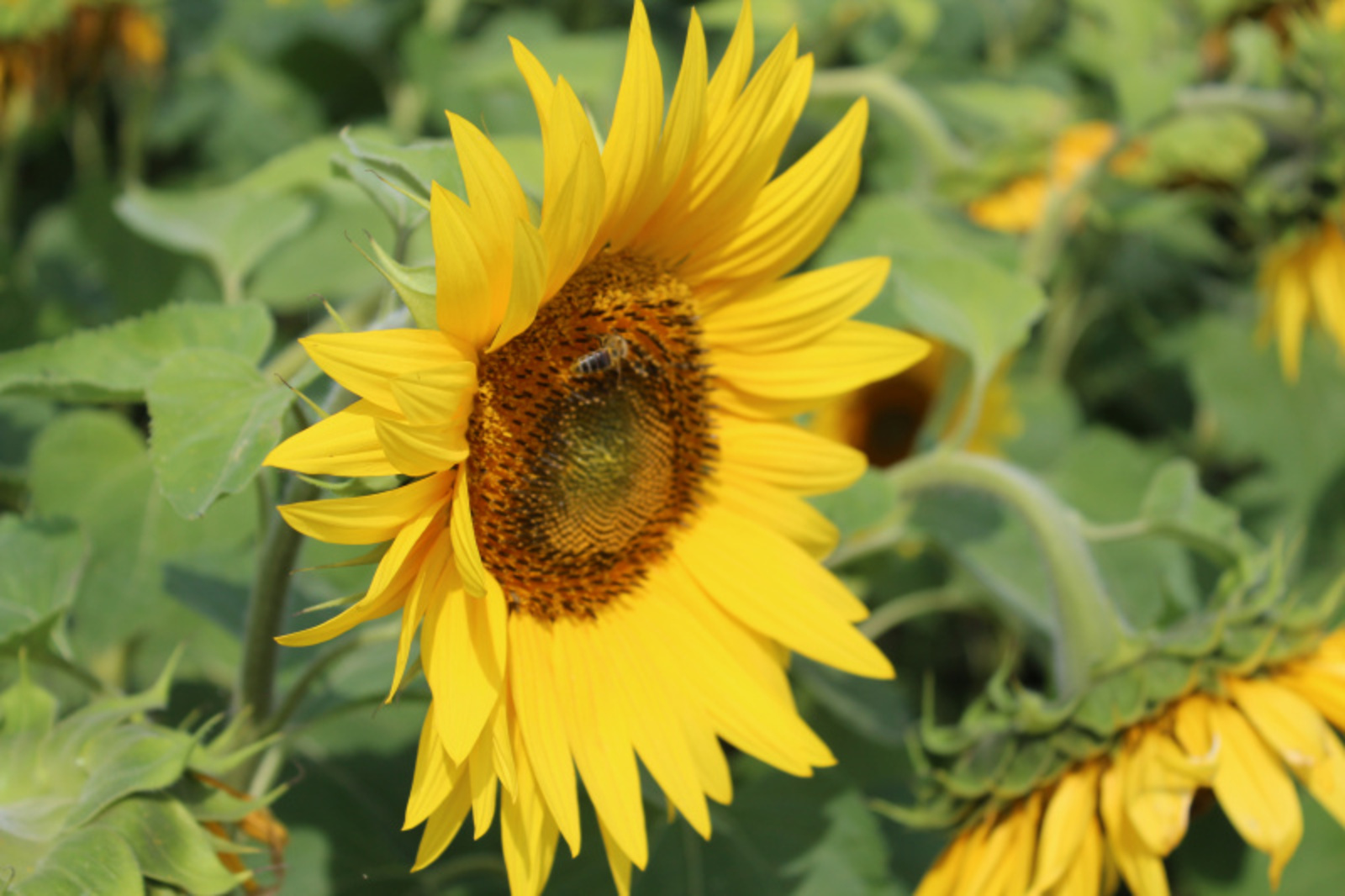 Фото автора.