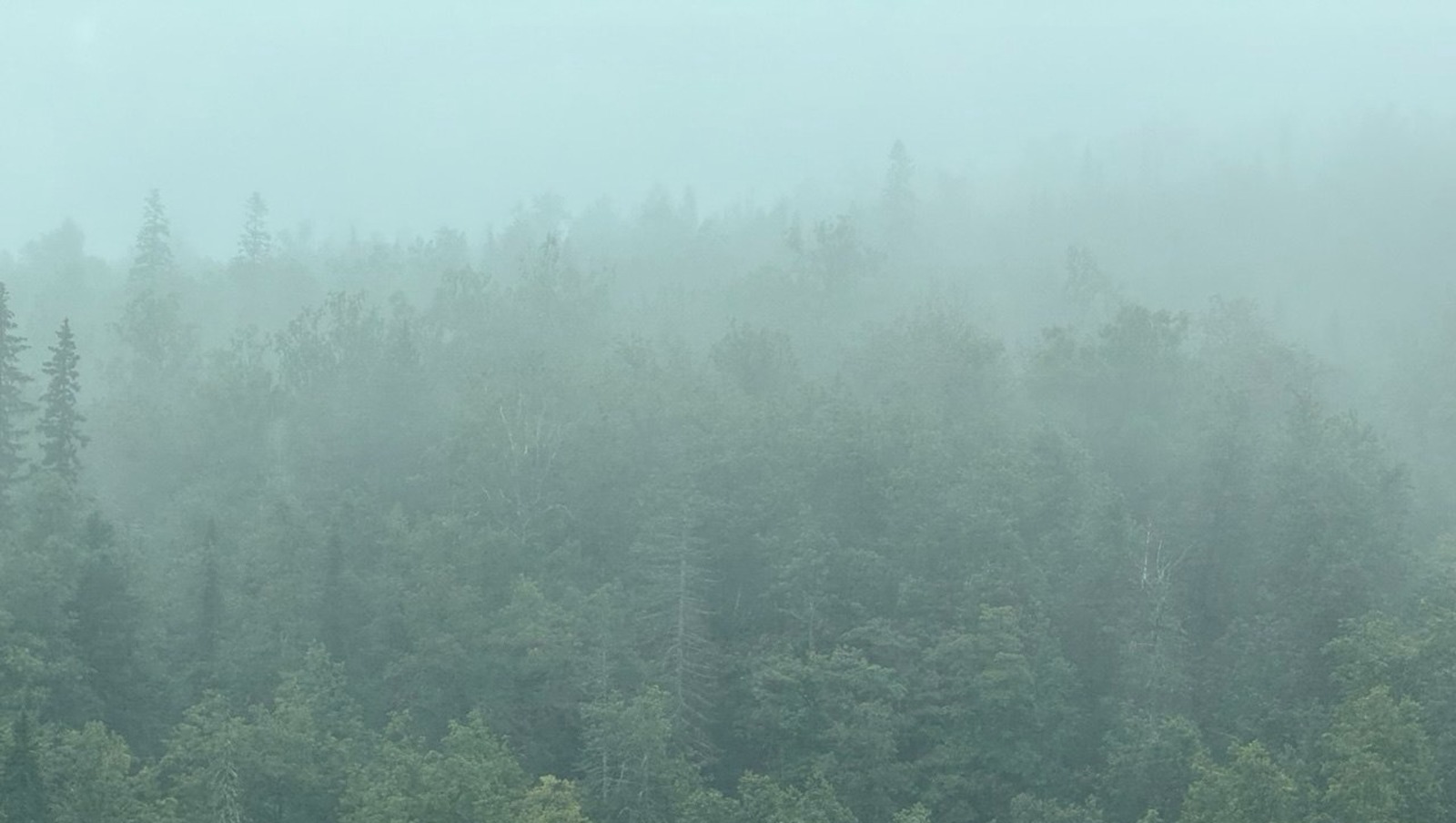 Елены Колоколовой.