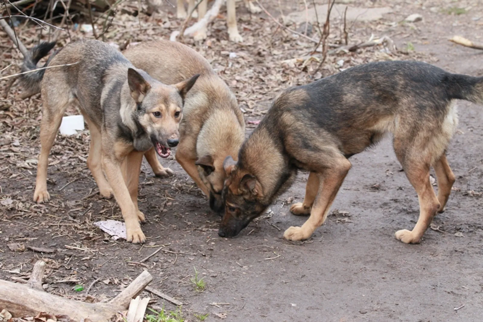 Фото Олега Яровикова.